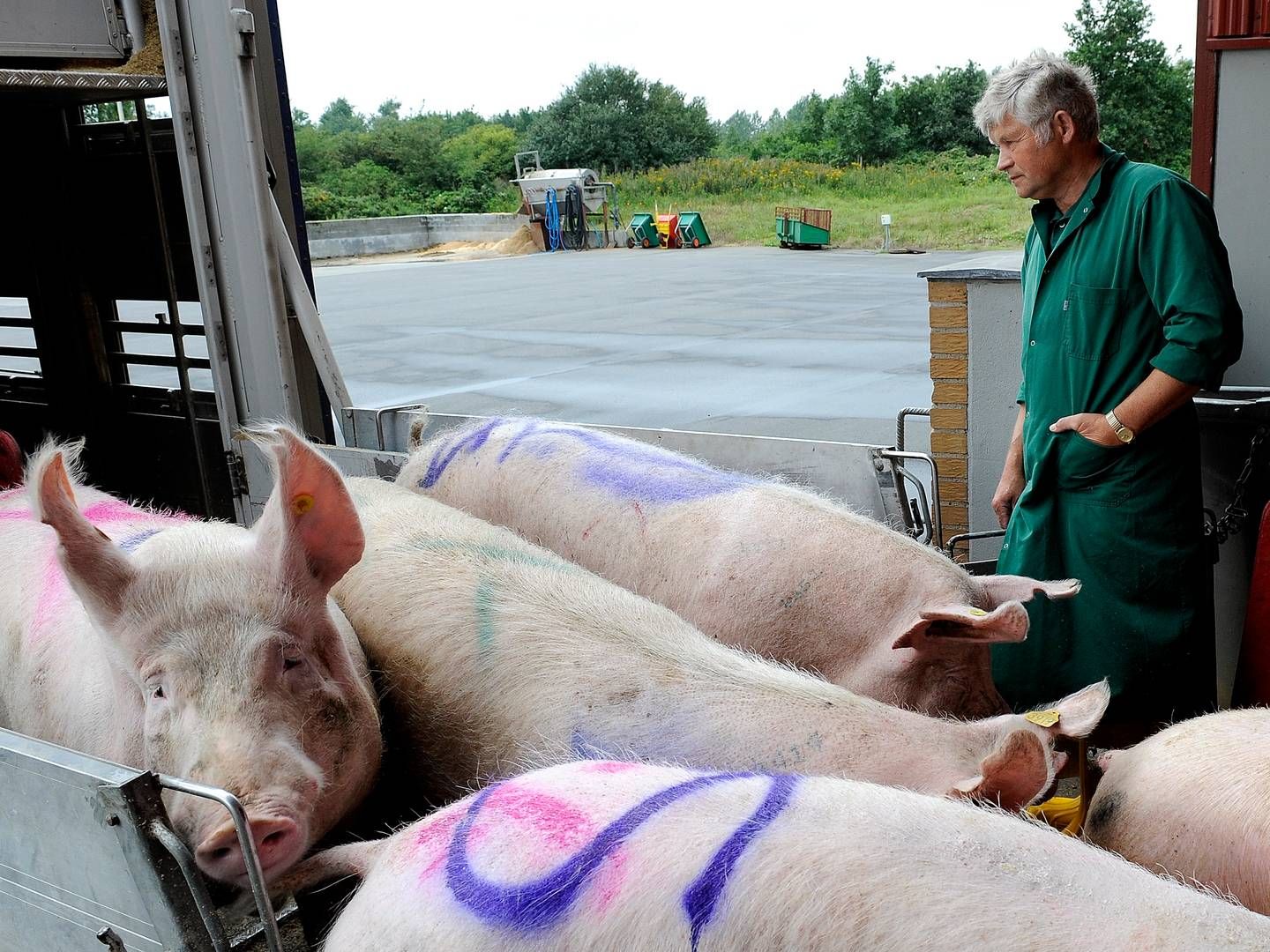 Dyretransporter har i mange år været et varmt emne på EU-plan. Her arkivfoto fra en samlestald ved den dansk-tyske grænse. | Foto: Carsten Andreasen