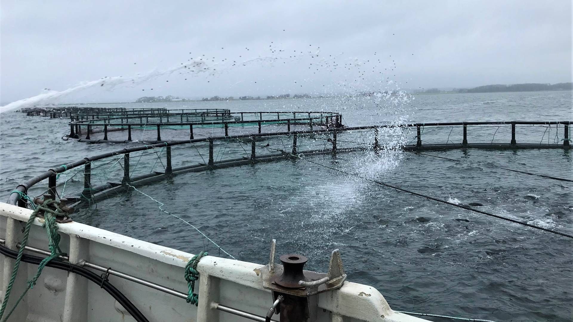 Overproduktion af fisk og dermed for højt foderforbrug er blandt årsagerne til markant dom til det østjyske fiskeselskab Hjarnø Havbrug og selskabets ejer. | Foto: Torben Salomonsen