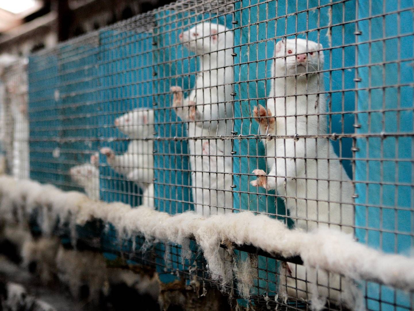 Det er bl.a. produktionen af mink og chinchillaer, som de 1,5 mio. borgere har skrevet under på skal afskaffes. | Foto: Finn Frandsen