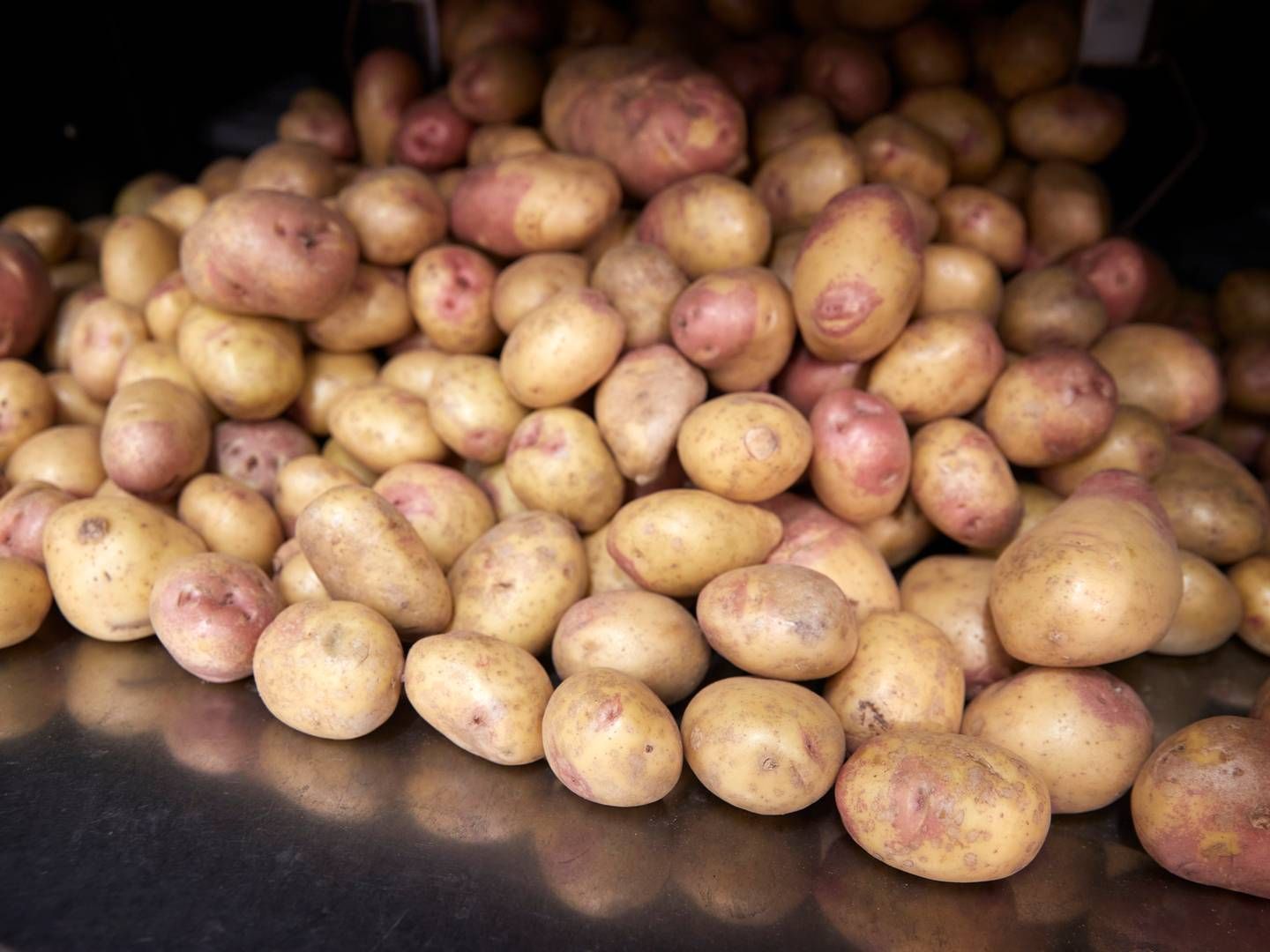 Branchen har i flere år understreget, at midlet Reglone er svært at undvære for kartoffelavlen. Nu vækker forlængelsen af dispensation kritik. | Foto: Jens Dresling