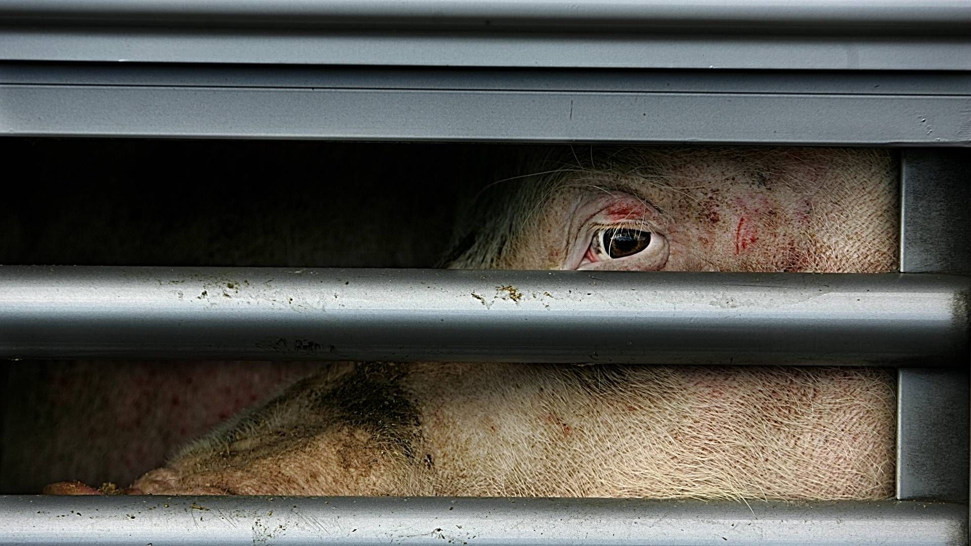 Et EU-forslag lægger op til at øge pladskravene ved bl.a. svinetransporter med op mod 15 pct. - ifølge ITD er det reelt set bare opskriften på skader på dyrene. (ARKIV / ILLUSTRATION) | Foto: Lars Skaaning