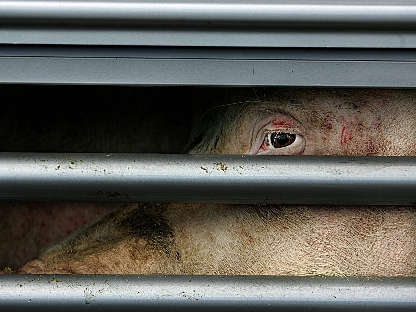 Et EU-forslag lægger op til at øge pladskravene ved bl.a. svinetransporter med op mod 15 pct. - ifølge ITD er det reelt set bare opskriften på skader på dyrene. (ARKIV / ILLUSTRATION) | Foto: Lars Skaaning