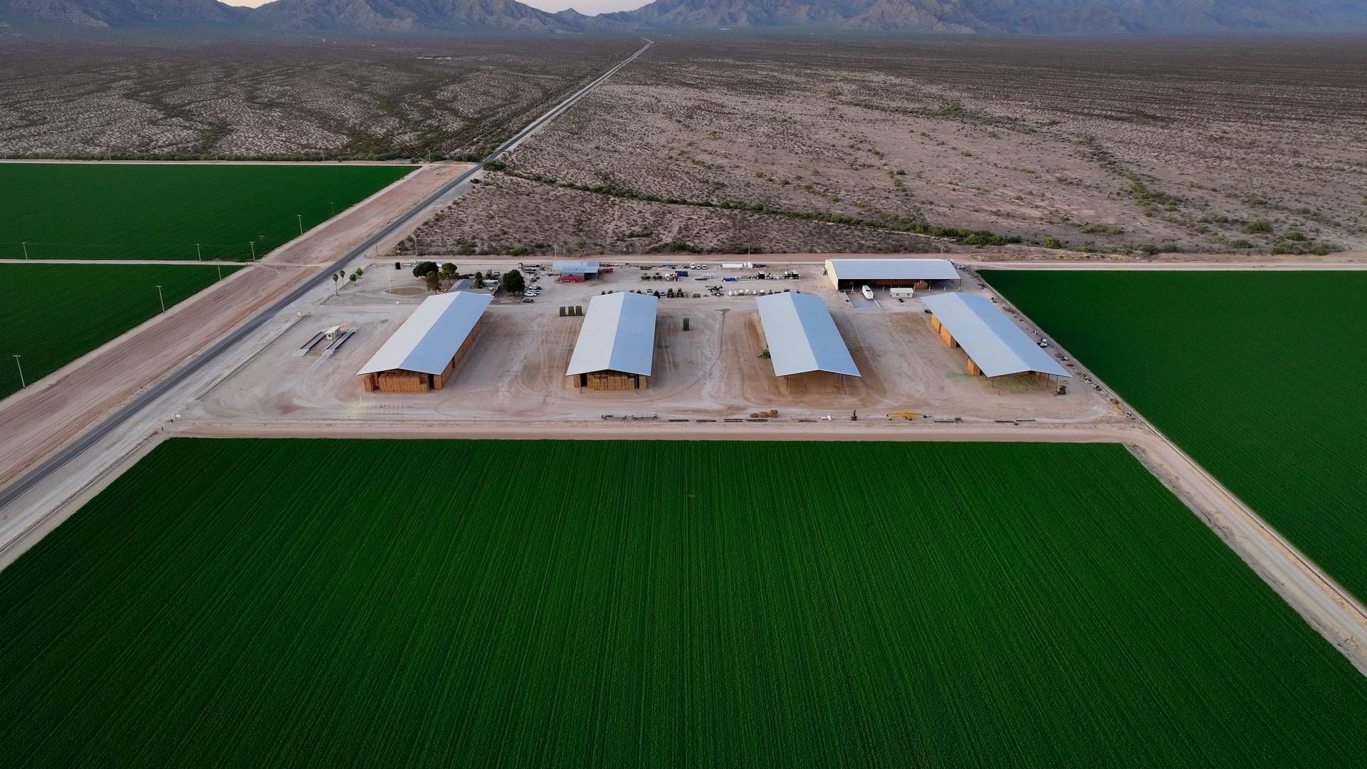 Al Dahra driver bl.a. dette landbrug i Arizona, USA. Arkivfoto. | Foto: John Locher/AP/Ritzau Scanpix