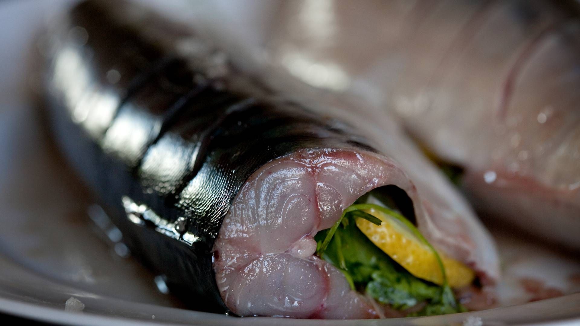 Fiskeriorganisationen Danmarks Pelagiske Producentorganisation kalder hele baggrunden for forhandlingerne ”en bitter juridisk strid om retten til dele af EU’s makrelkvote”, som nu rammer de danske fiskere hårdere end brexit. | Foto: Finn Frandsen/Politiken/Ritzau Scanpix