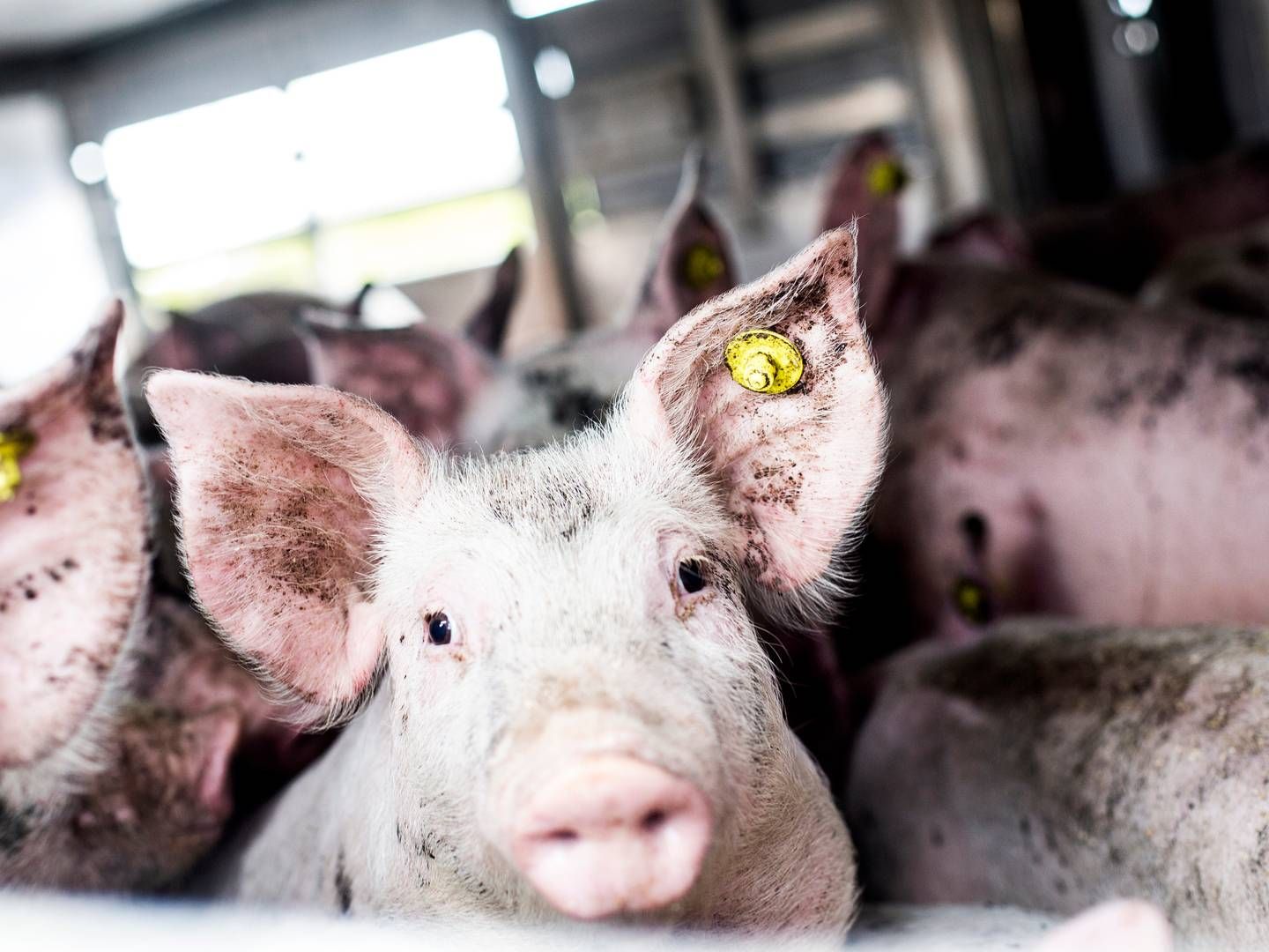 Et EU-forslag lægger op til at øge pladskravene ved bl.a. svinetransporter med op mod 15 pct. - ifølge ITD er det reelt set bare opskriften på skader på dyrene. (ARKIV / ILLUSTRATION) | Foto: Janus Engel/Ritzau Scanpix