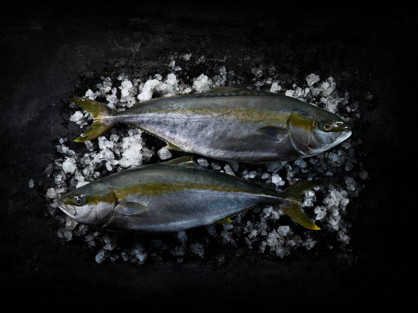Foto: Pr / Nordic Kingfish
