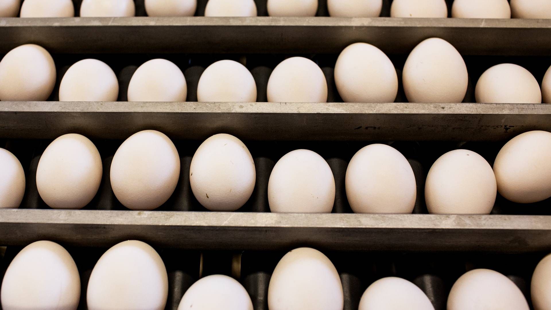 Ukrainske æg, kylling og korn har efter den russiske invasion oplevet lettere eksportadgang til Europa. Ifølge brancherne kan det få omfattende konsekvenser. | Foto: Sofia Busk
