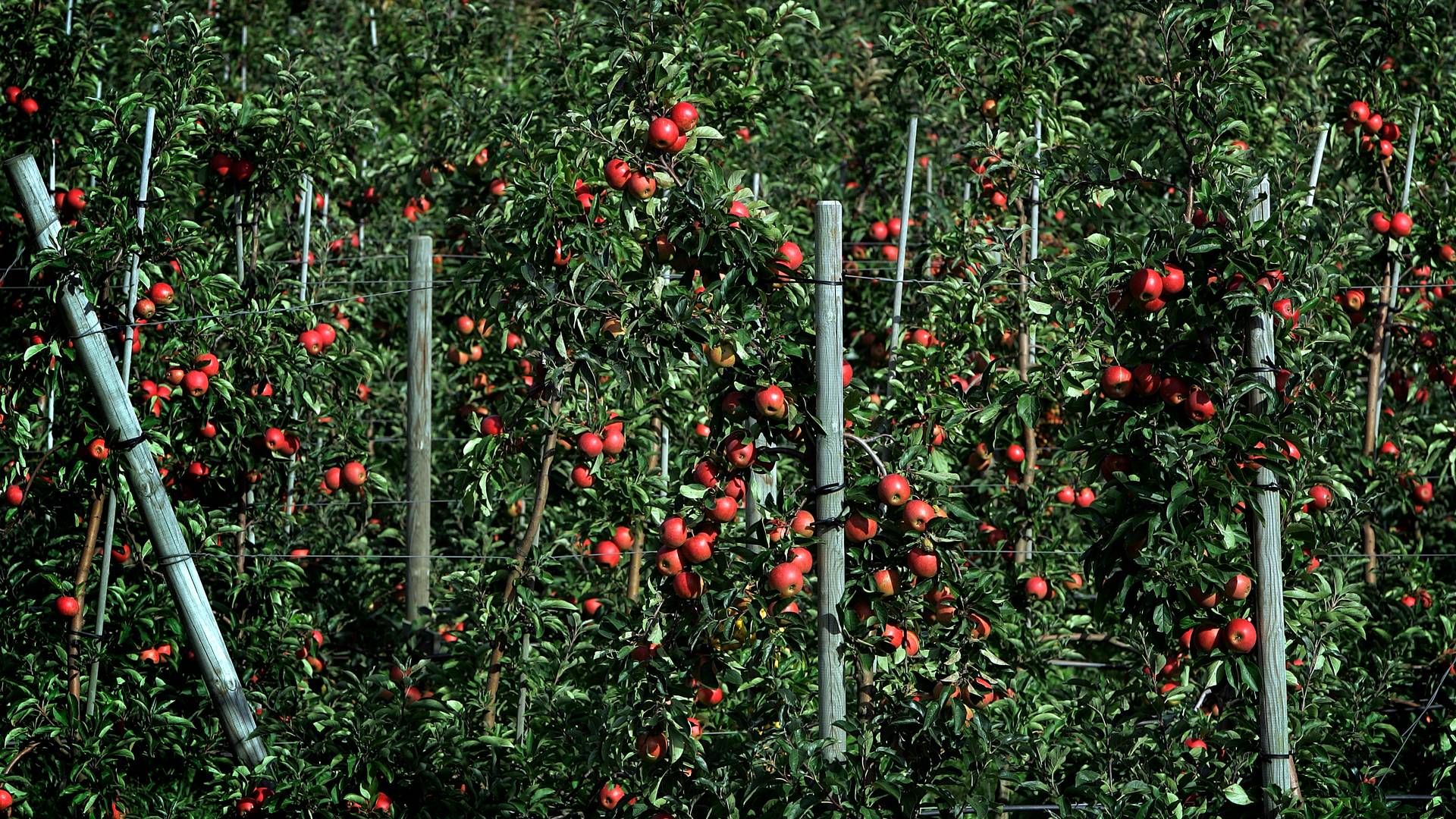 Der skal skrues op for den bulgarske produktion af frugt og grønt, lyder det fra landbrugsministeren. | Foto: Finn Frandsen/Politiken/Ritzau Scanpix