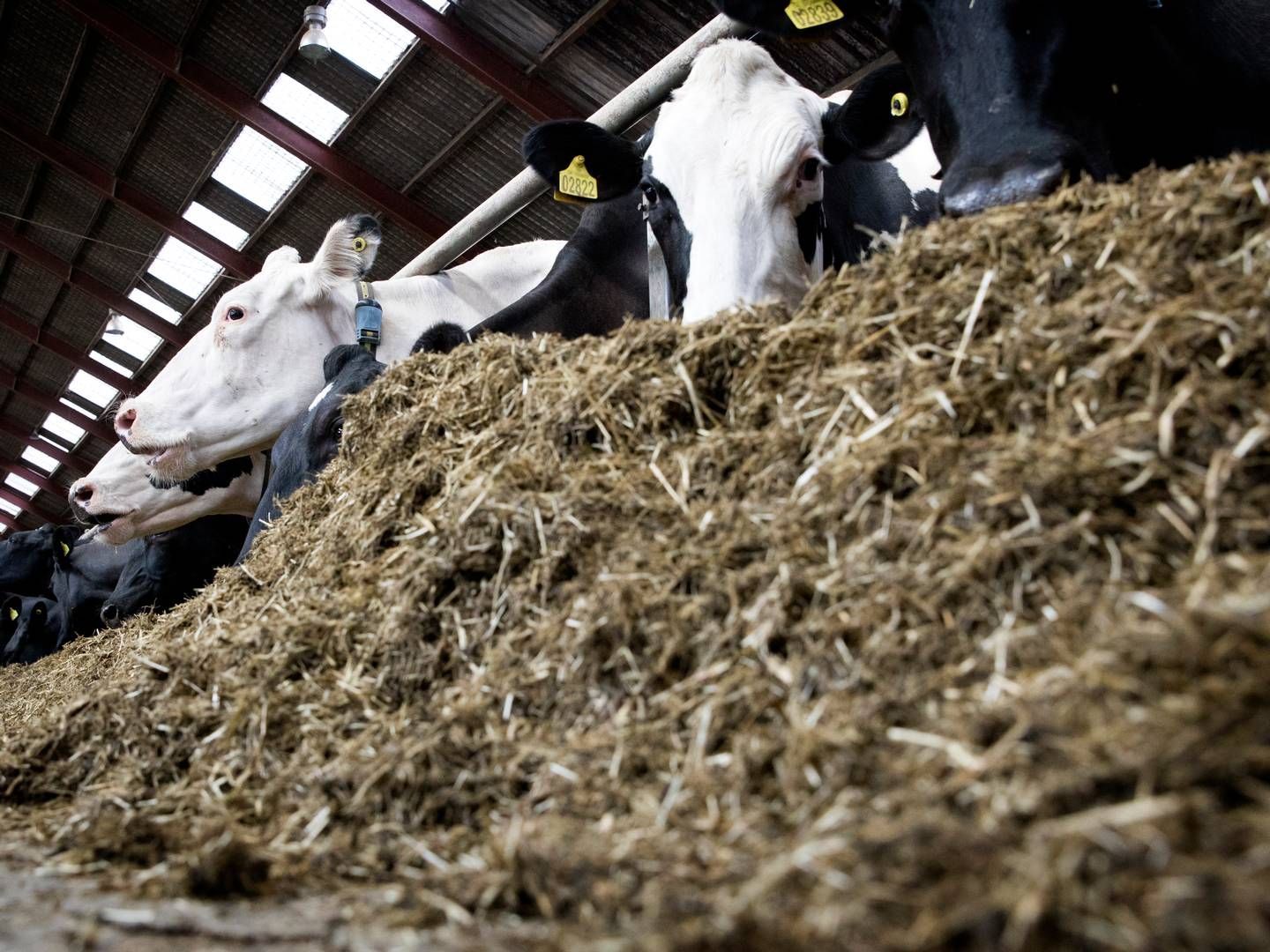 Det konkursramte selskab har de seneste ti år solgt og produceret fodermaskiner til kvægbrug. | Foto: Finn Frandsen