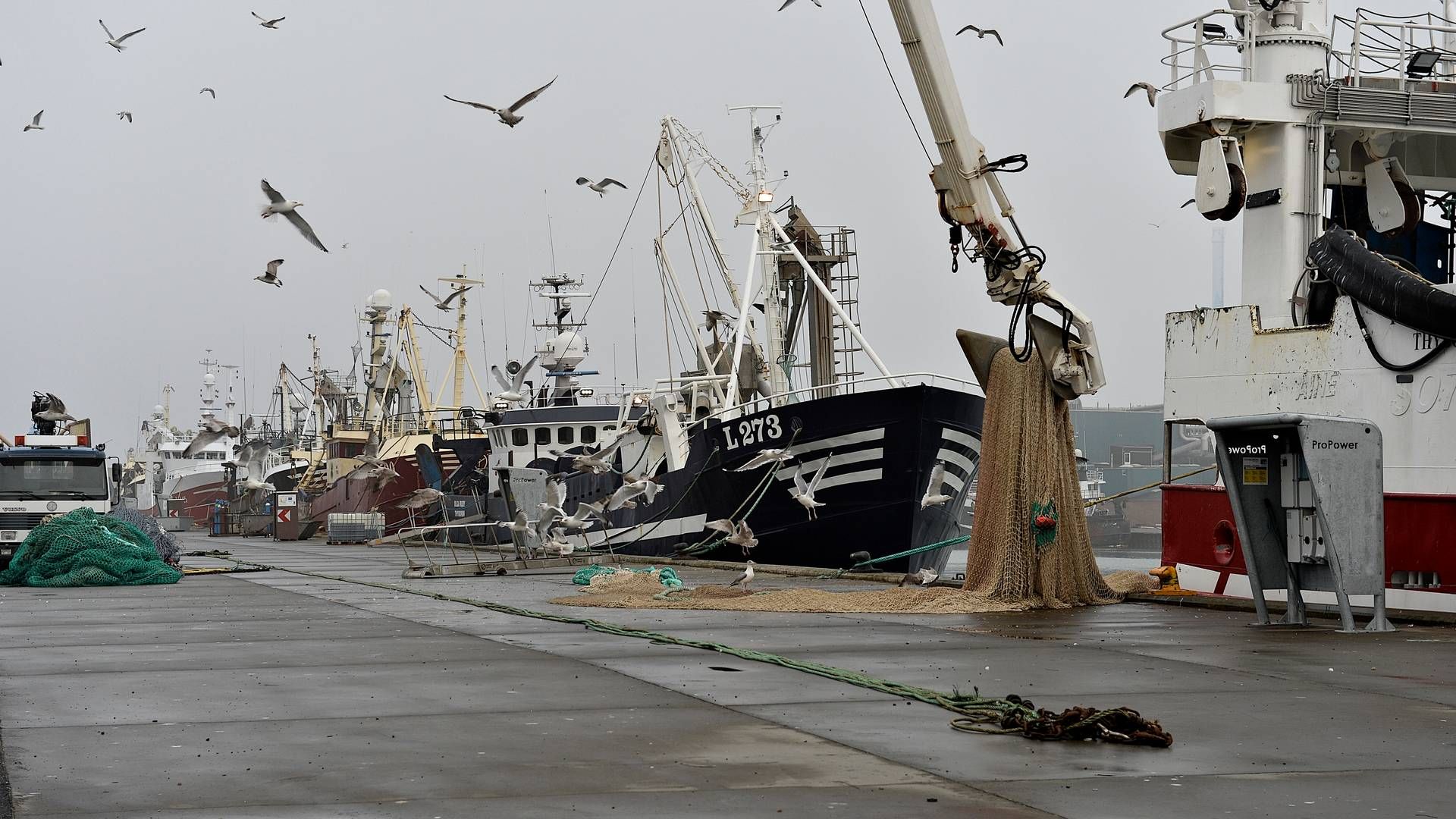 Nyt havråd skal være med til at rette op på de overfiskede danske have, lyder det fra Fiskerikommissionen. | Foto: Ernst van Norde