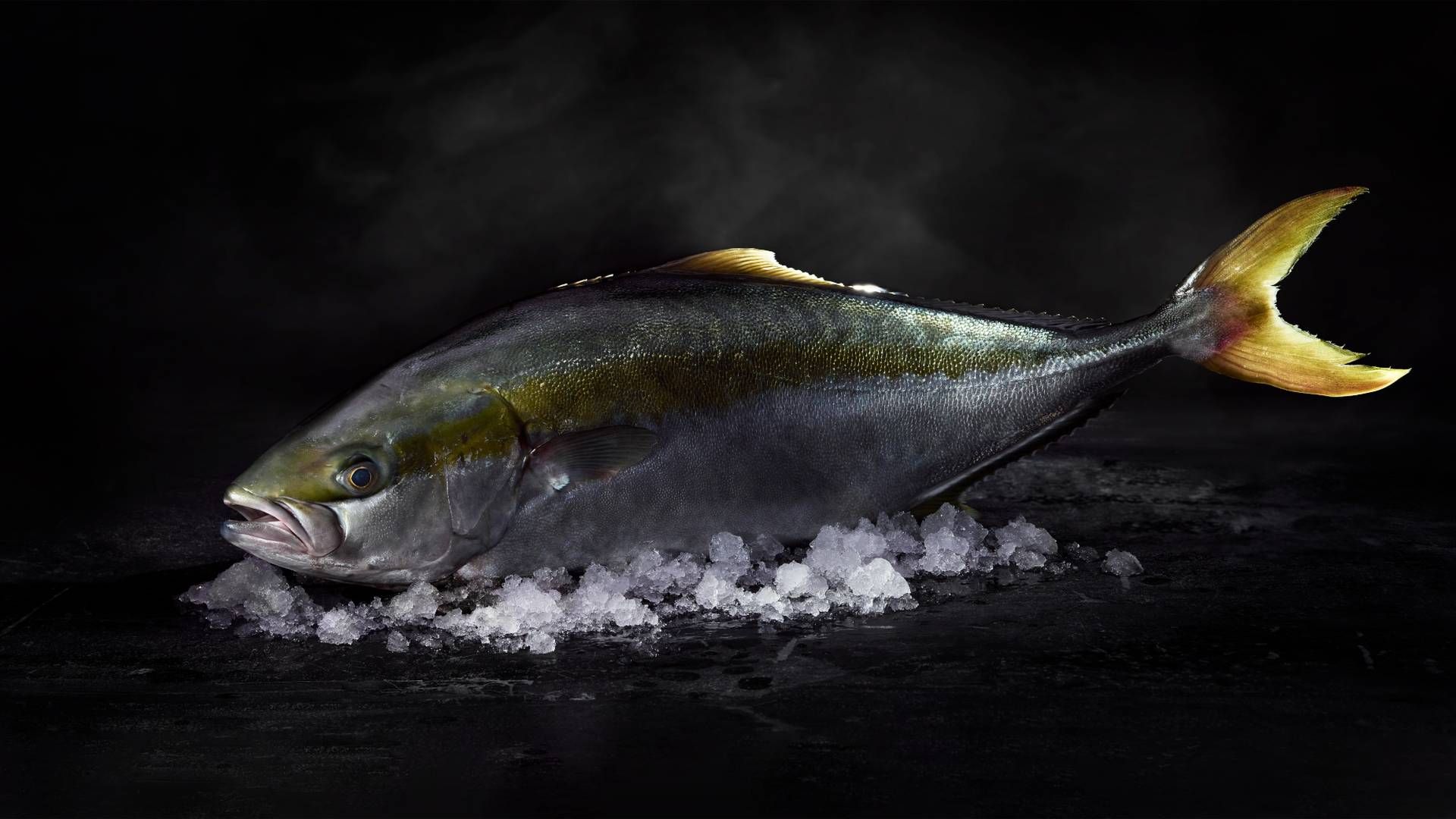 Foto: Pr / Nordic Kingfish