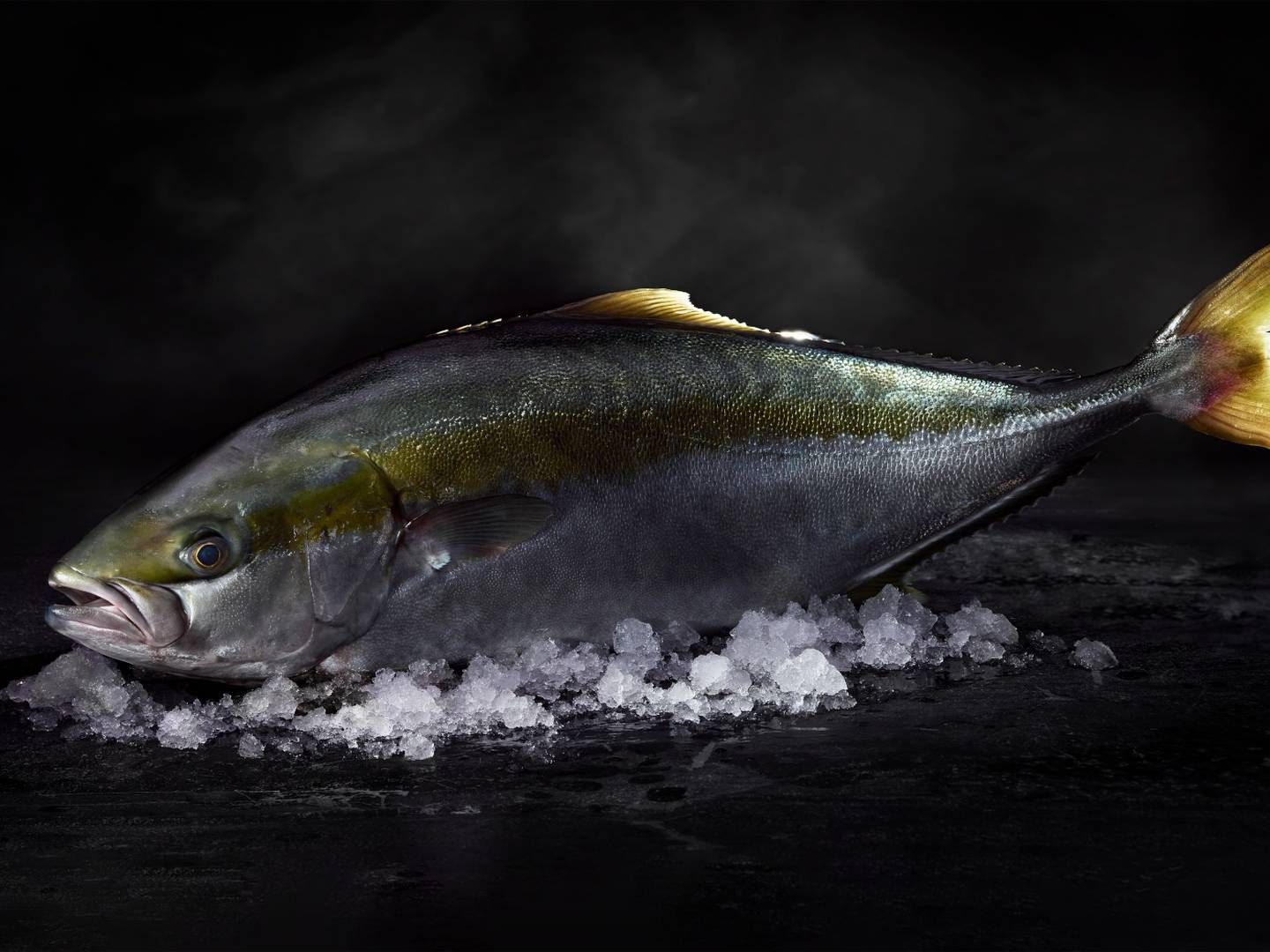 Foto: Pr / Nordic Kingfish