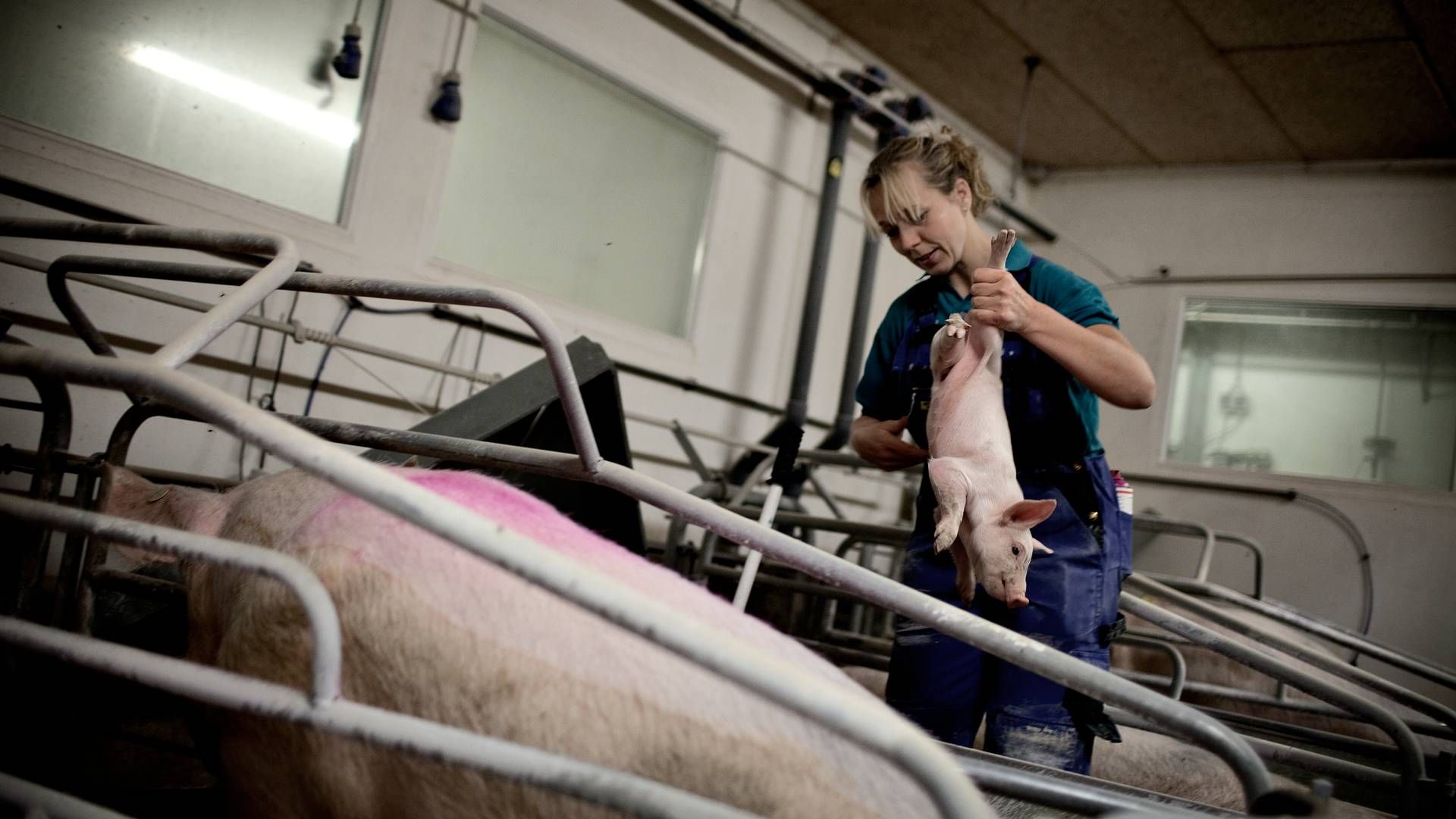 Prisen på grisen ryger ned. | Foto: Joachim Adrian/Politiken/Ritzau Scanpix