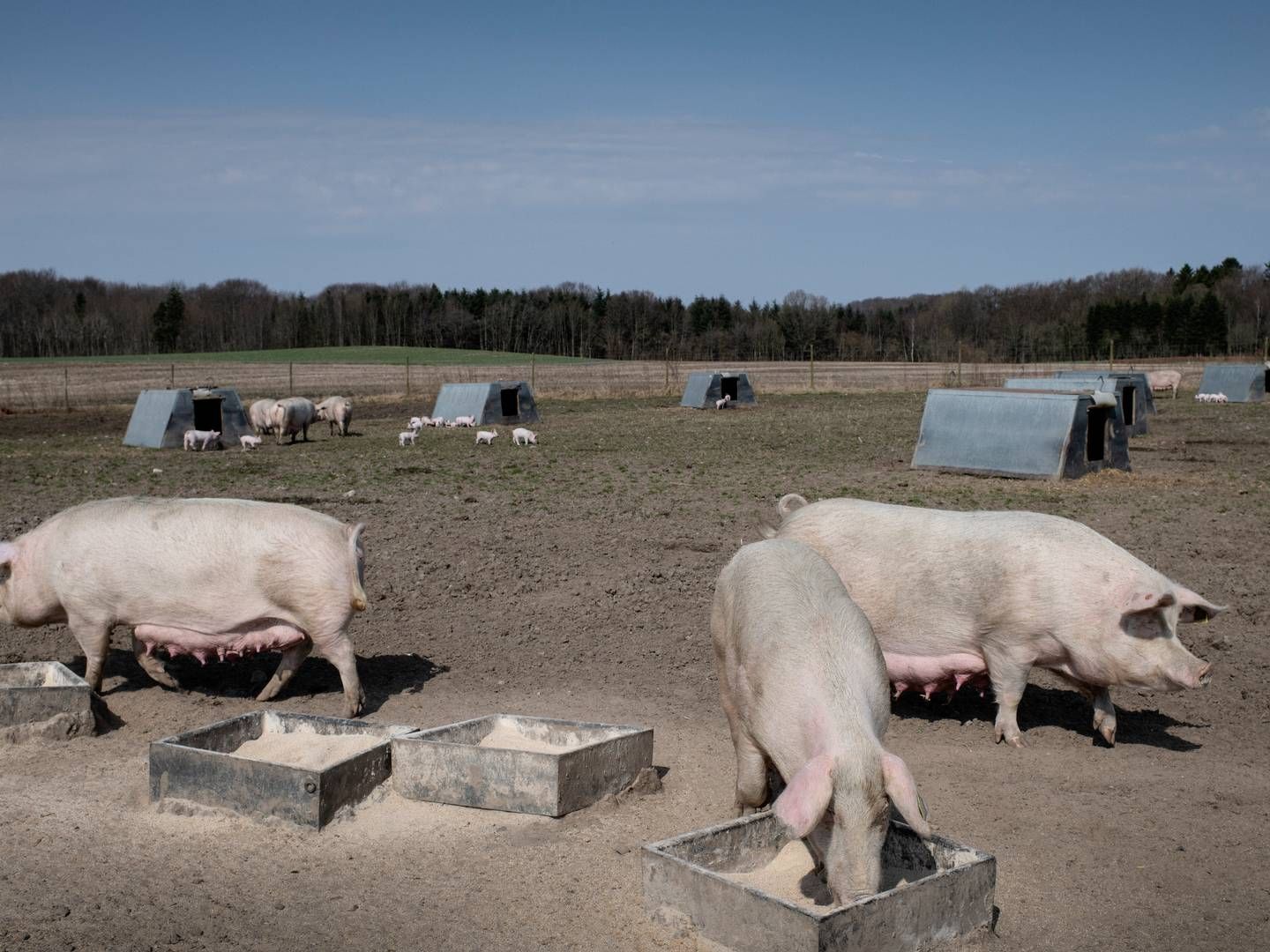 Afsætningen af det økologiske svinekød har været under pres pga. inflationen i 2023. | Foto: Ladefoged Joachim/Ritzau Scanpix