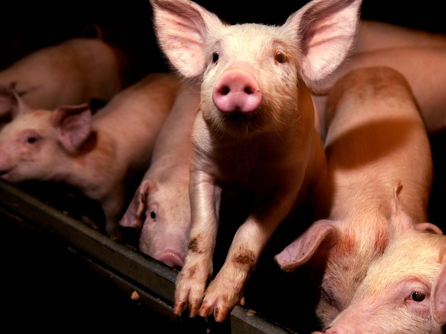 Kina står som nation for godt halvdelen af verdens svineproduktion. | Foto: Jacob Ehrbahn/Politiken/Ritzau Scanpix