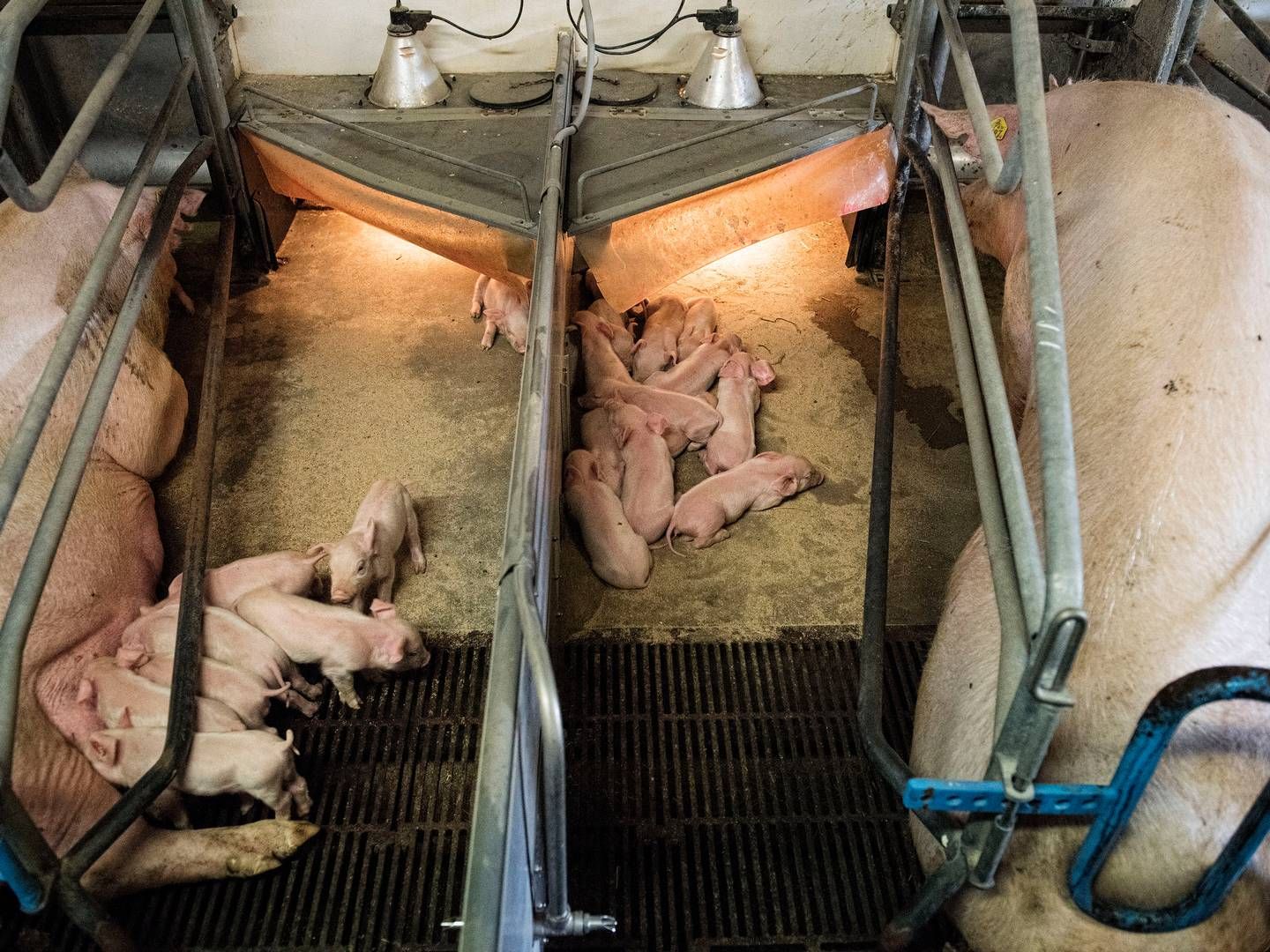 Lykkensgård Avlscenter avler grise med Danbred-genetik. Arkivfoto. | Foto: Dalhoff Casper/Ritzau Scanpix