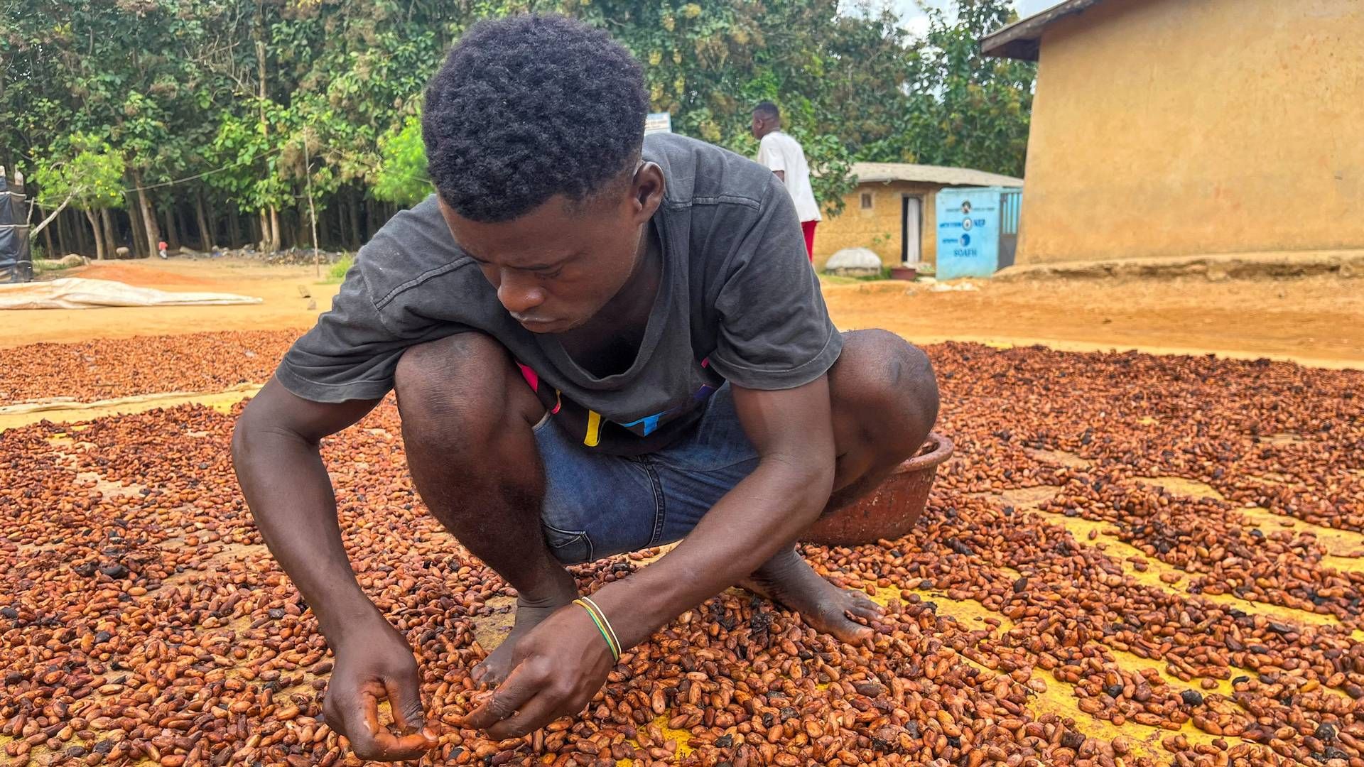 En landmand tørrer kakaobønner i en landsby i det vestafrikanske land Elfenbenskysten. | Foto: Ange Aboa/Reuters/Ritzau Scanpix