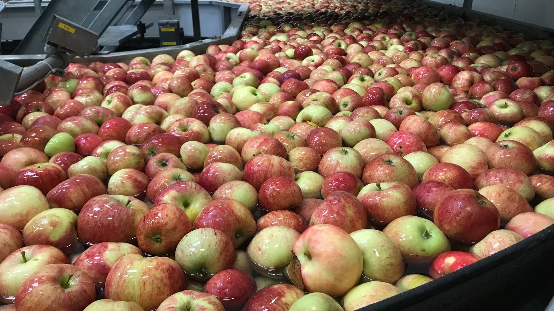 Danske æbler, pærer og andet frugt har det svært i konkurrencen med udlandet og oveni presser høje omkostninger en af landets absolut største frugt- og bæraktører. | Foto: Torben Salomonsen