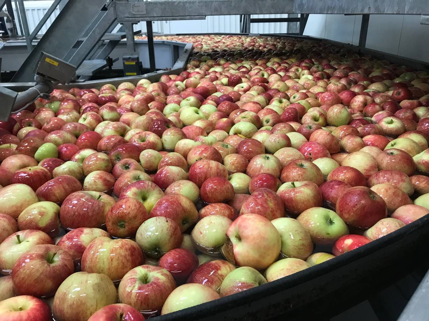 Danske æbler, pærer og andet frugt har det svært i konkurrencen med udlandet og oveni presser høje omkostninger en af landets absolut største frugt- og bæraktører. | Foto: Torben Salomonsen