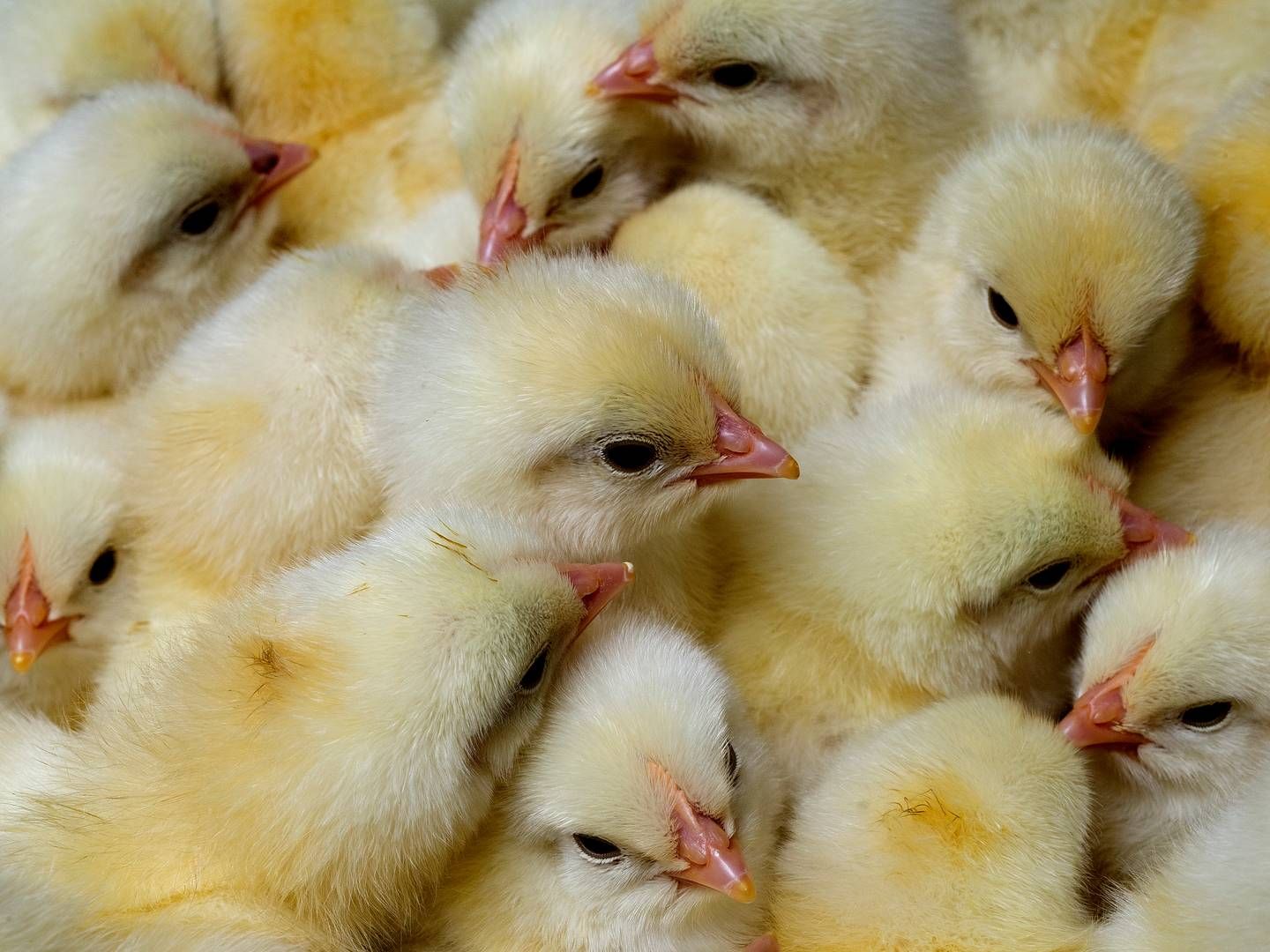 Q8 og OK Plus har tilsluttet sig European Chicken Commitment (ECC), der sikrer bedre plads og et fravalg af de udskældte turbokyllinger. | Foto: Carsten Andreasen