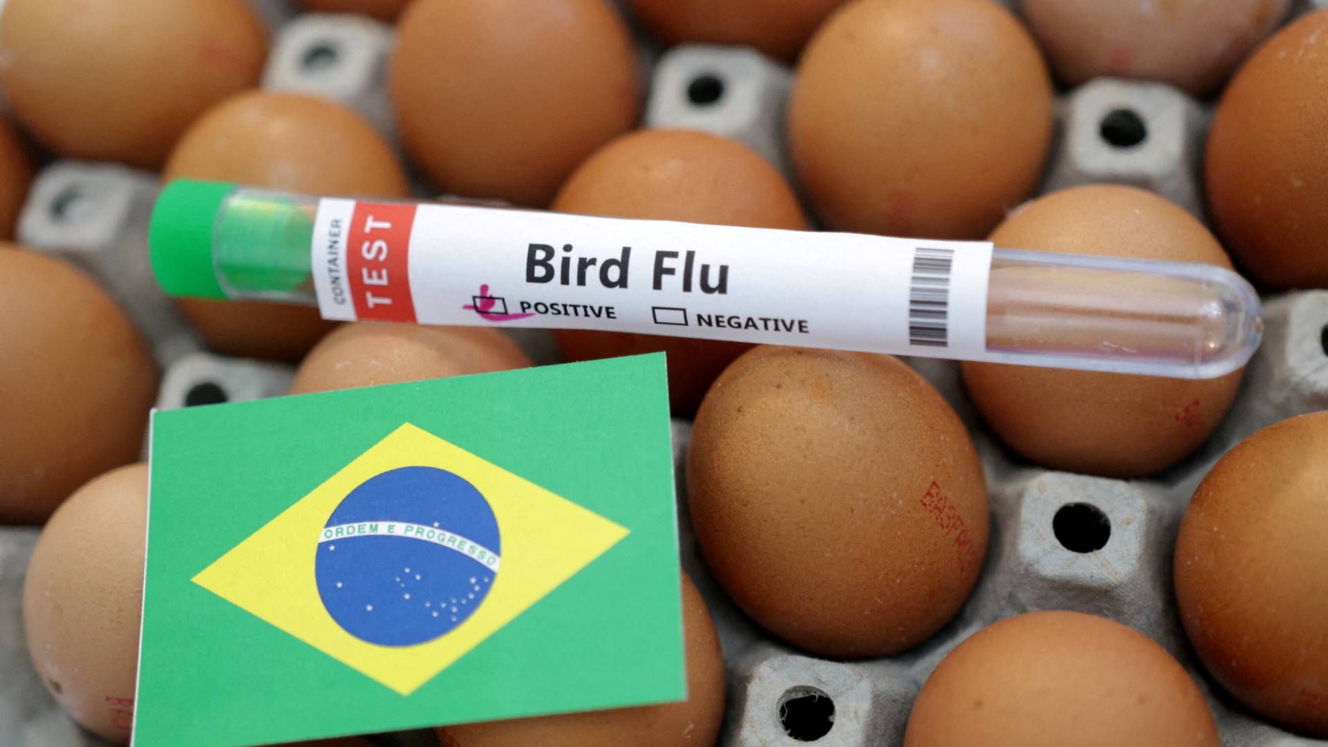 Fugleinfluenza har spredt sig i Brasilien, primært blandt vilde fugle. Arkivfoto. | Foto: Dado Ruvic/Reuters/Ritzau Scanpix