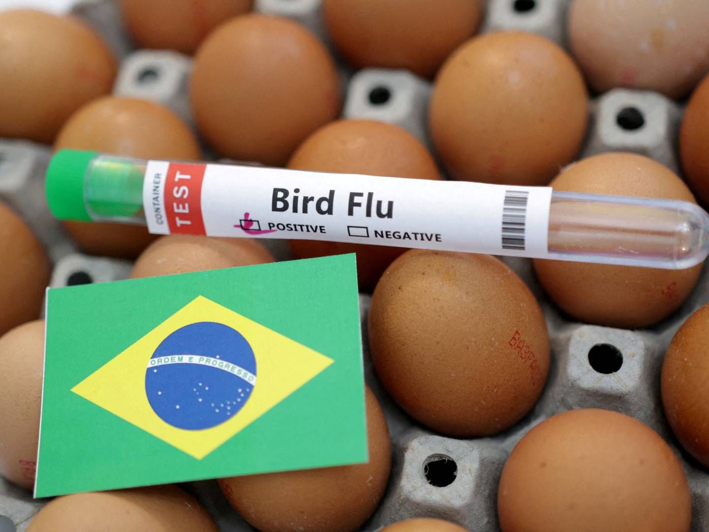 Fugleinfluenza har spredt sig i Brasilien, primært blandt vilde fugle. Arkivfoto. | Foto: Dado Ruvic/Reuters/Ritzau Scanpix