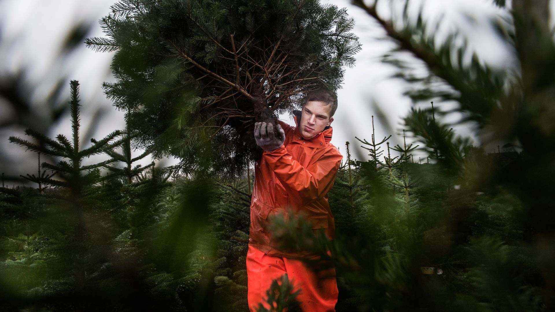 Sydbank har tabt mange penge på at eje Green Team, viser selskabets regnskaber. | Foto: Dalhoff Casper/Ritzau Scanpix