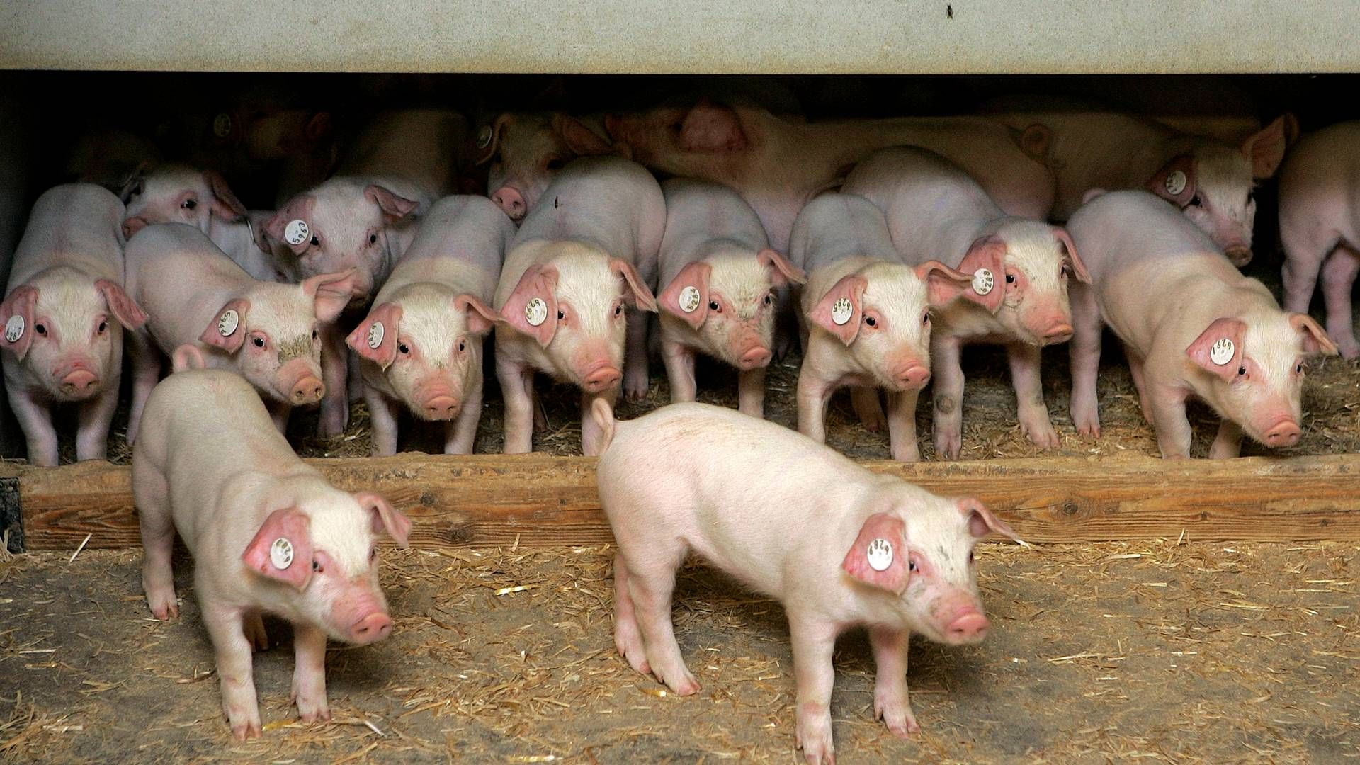 Selskabet Porc-Ex, som er ét af Bøgebjerg Holdings datterselskaber, beskæftiger sig med griseeksport, men søsterselskabet Pecus eksporterer kvæg. | Foto: Finn Frandsen/Politiken/Ritzau Scanpix
