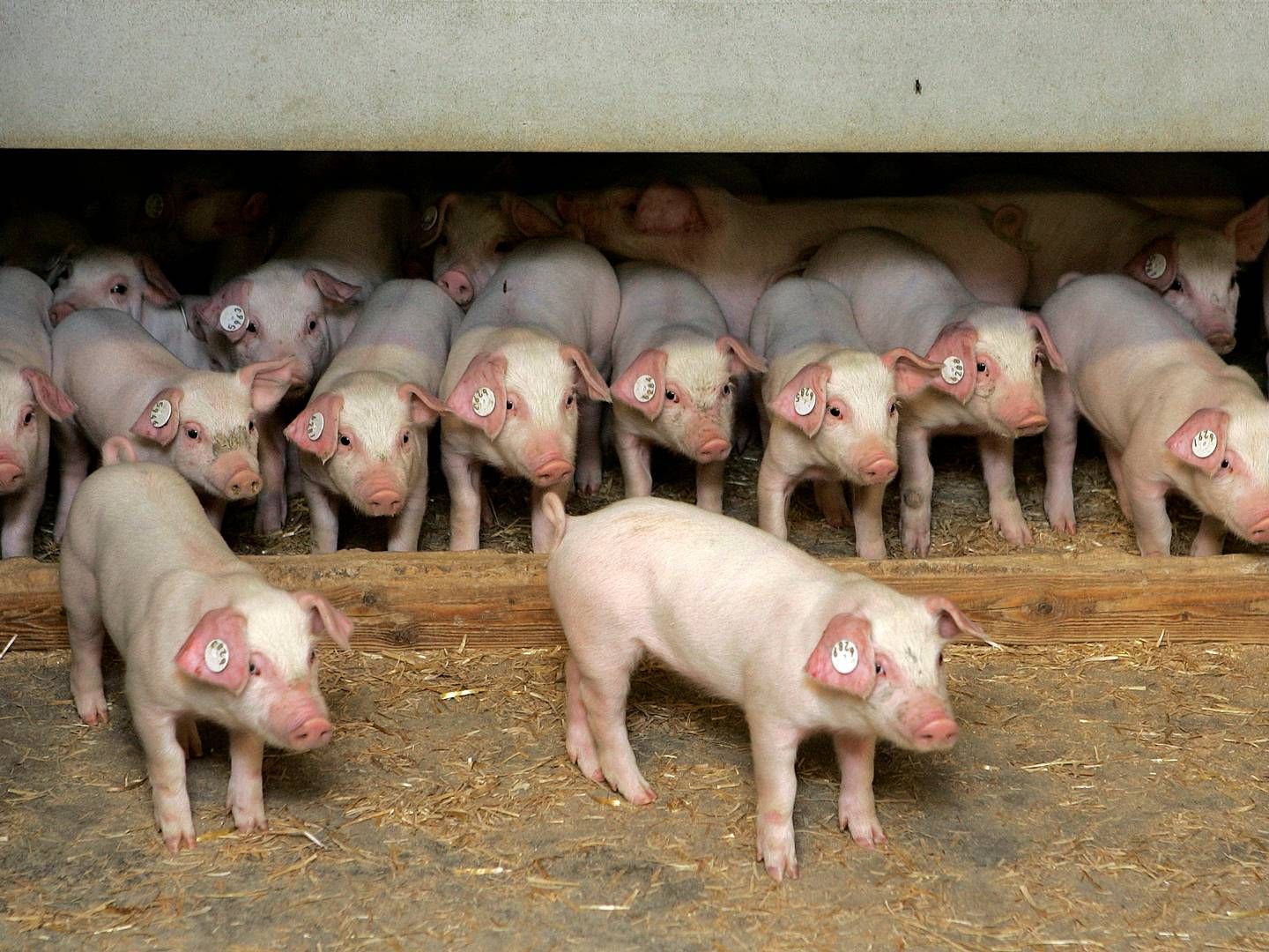 Selskabet Porc-Ex, som er ét af Bøgebjerg Holdings datterselskaber, beskæftiger sig med griseeksport, men søsterselskabet Pecus eksporterer kvæg. | Foto: Finn Frandsen/Politiken/Ritzau Scanpix