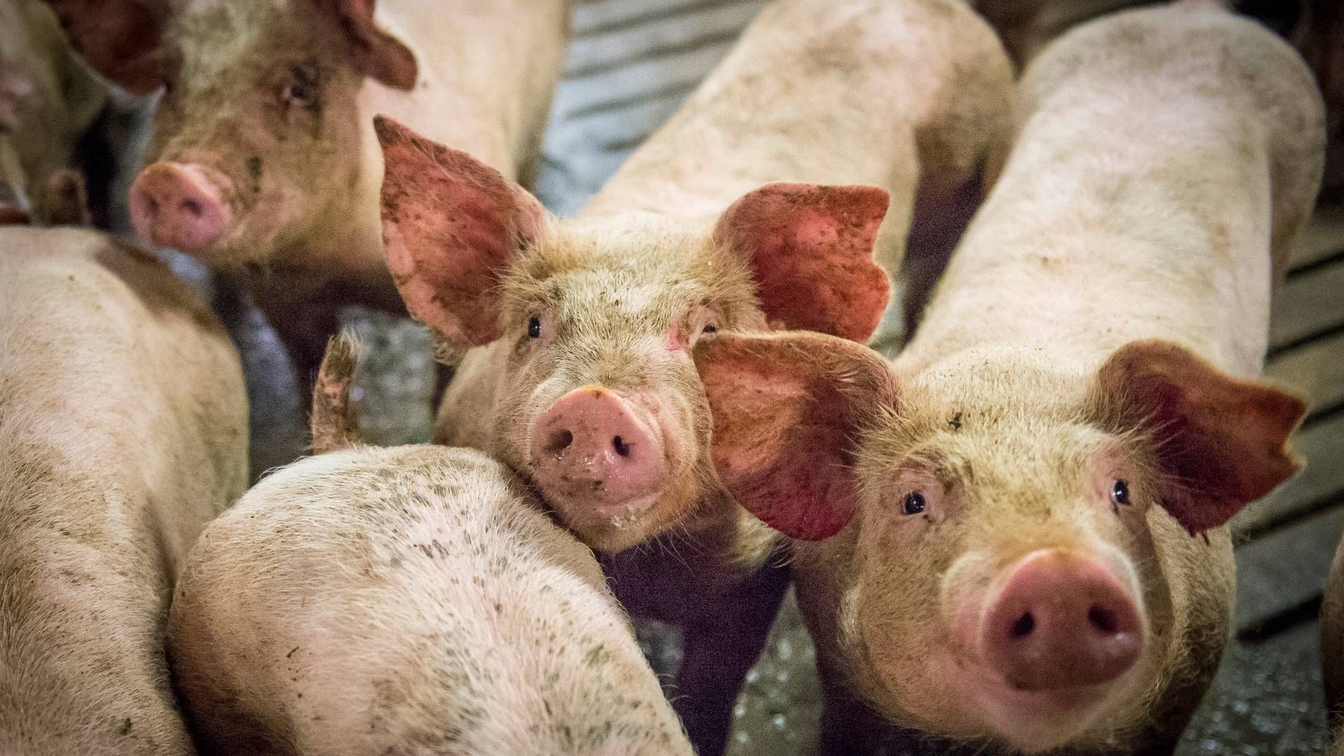 Spanske virksomheder er ofte ejere af såvel svineproduktion som slagteri og kan dermed planlægge og optimere hele værdikæden. Dette øger indtjeningen - og danske landmænd vil nu skabe en lignende model. | Foto: Sebastian Buur Gunvald