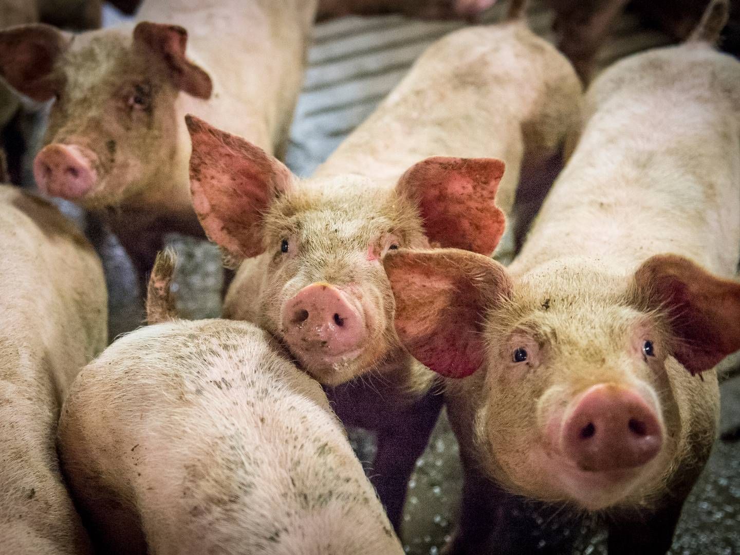 Spanske virksomheder er ofte ejere af såvel svineproduktion som slagteri og kan dermed planlægge og optimere hele værdikæden. Dette øger indtjeningen - og danske landmænd vil nu skabe en lignende model. | Foto: Sebastian Buur Gunvald
