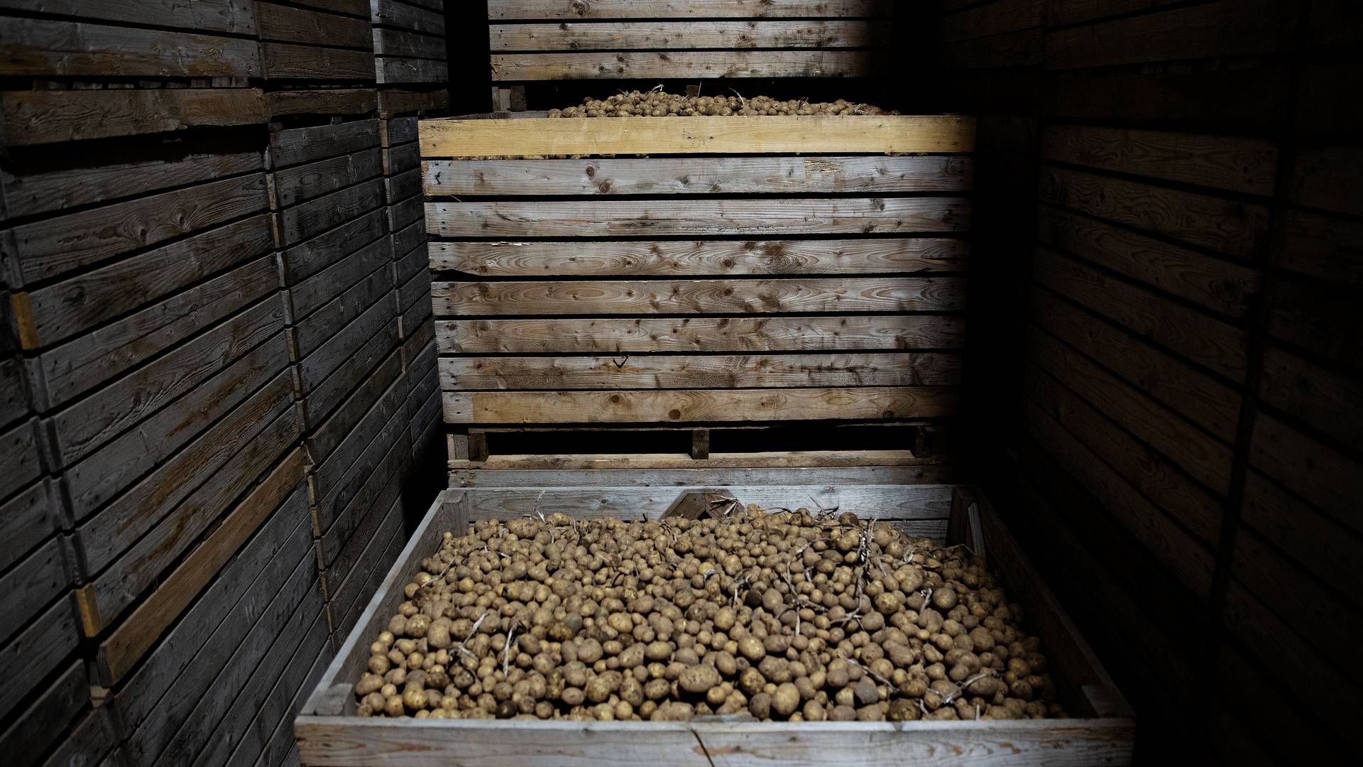 Årets høst af kartofler har været kraftigt udfordret af de store mængder regn. | Foto: Martin Lehmann