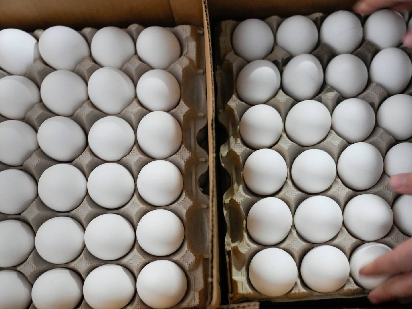 EGG: Fortsatt vil det være mindre egg i hyllene i norske dagligvarebutikker enn normalt. | Foto: Seth Wenig / AP
