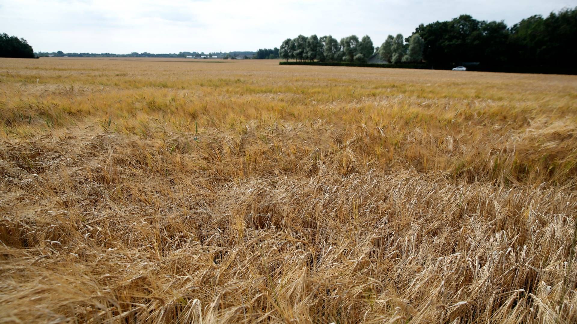 Frosten er tilbage i Ukraine. Arkivfoto. | Foto: Jens Dresling/Politiken/Ritzau Scanpix