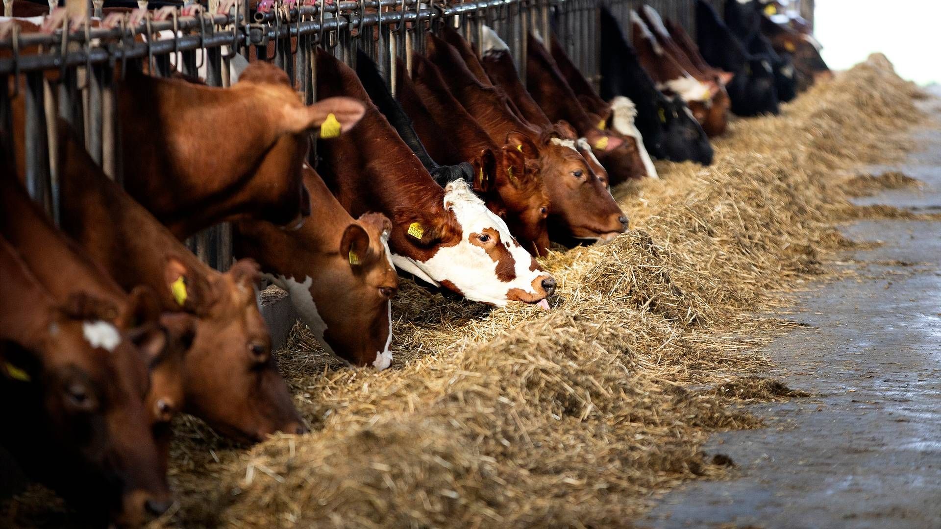 En ny alliance mod metanudledninger får ikke Arla som medlem, slår bæredygtighedsdirektør fast. | Foto: Finn Frandsen/Ritzau Scanpix