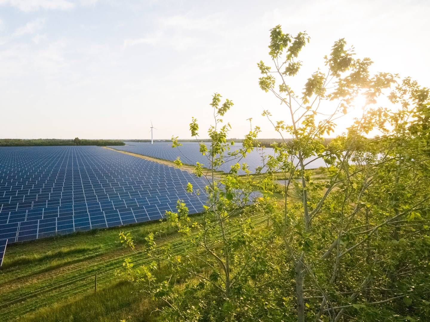De to partnere vil hver især komme til at eje 50 pct. af de færdigbyggede solcelleparker. Better Energy vil stå for udvikling, opførelse og den tekniske drift af parkerne. | Foto: Better Energy