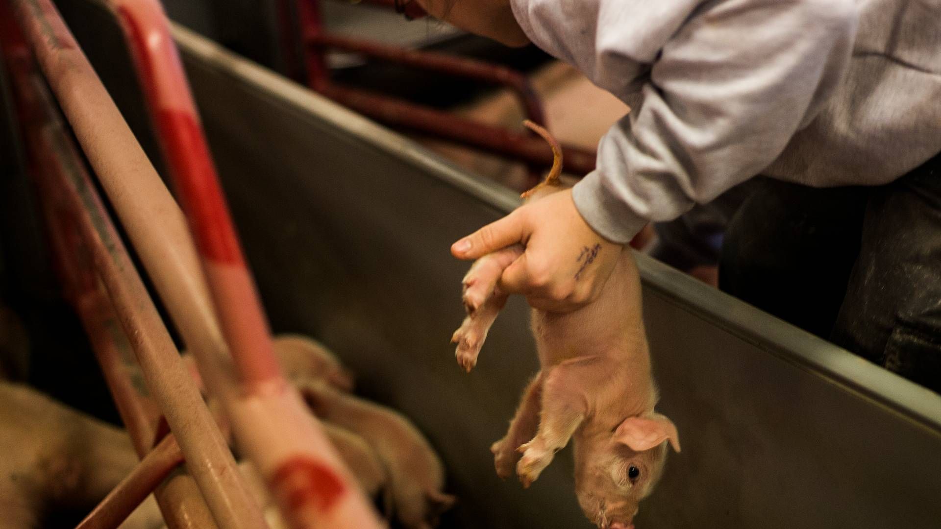 Ca. 95 pct. af de grise, der når til slagterierne i Danmark, har fået kuperet halen, oplyser Fødevarestyrelsen. | Foto: Simon Fals/Politiken/Ritzau Scanpix