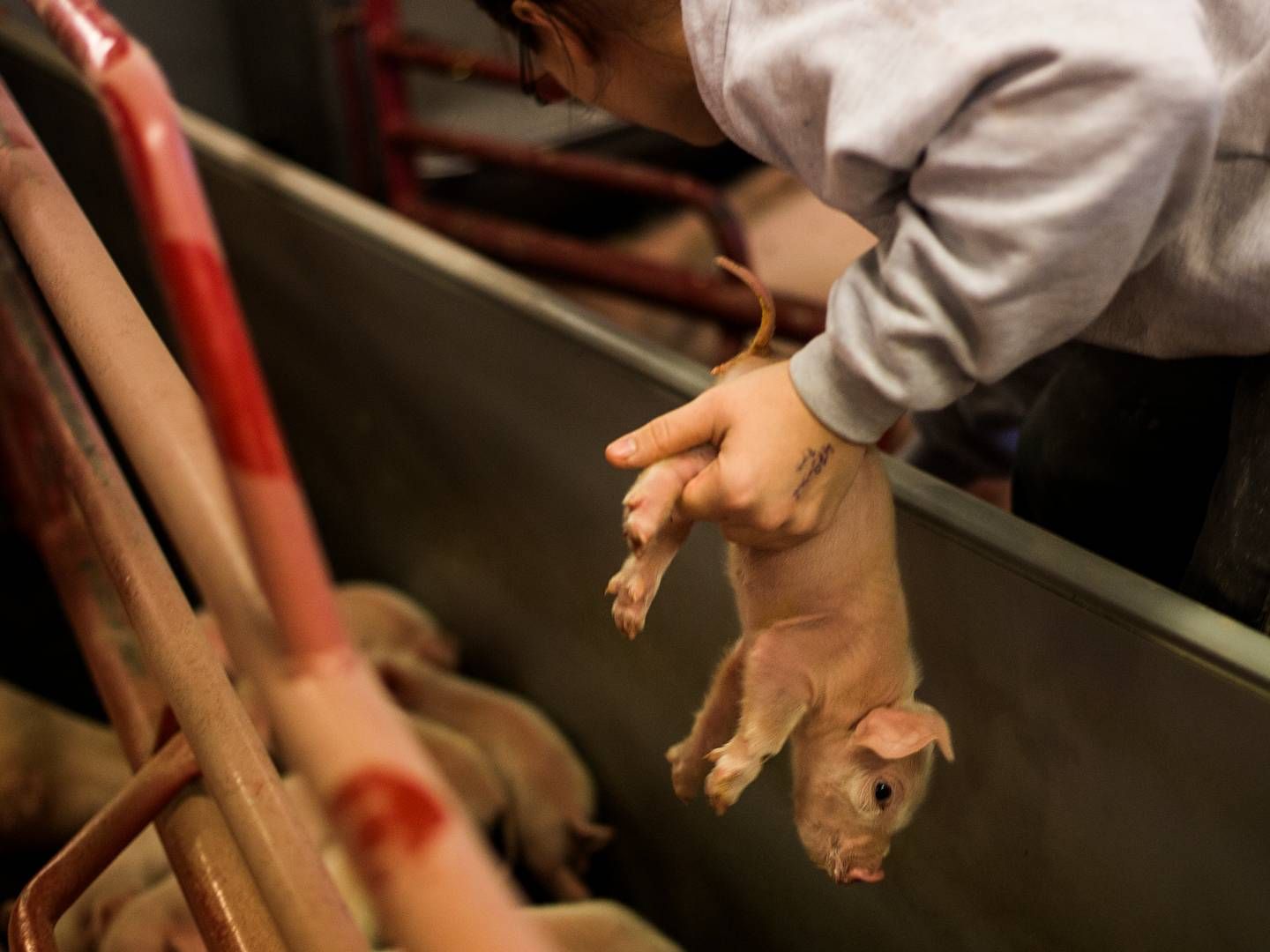 Ca. 95 pct. af de grise, der når til slagterierne i Danmark, har fået kuperet halen, oplyser Fødevarestyrelsen. | Foto: Simon Fals/Politiken/Ritzau Scanpix
