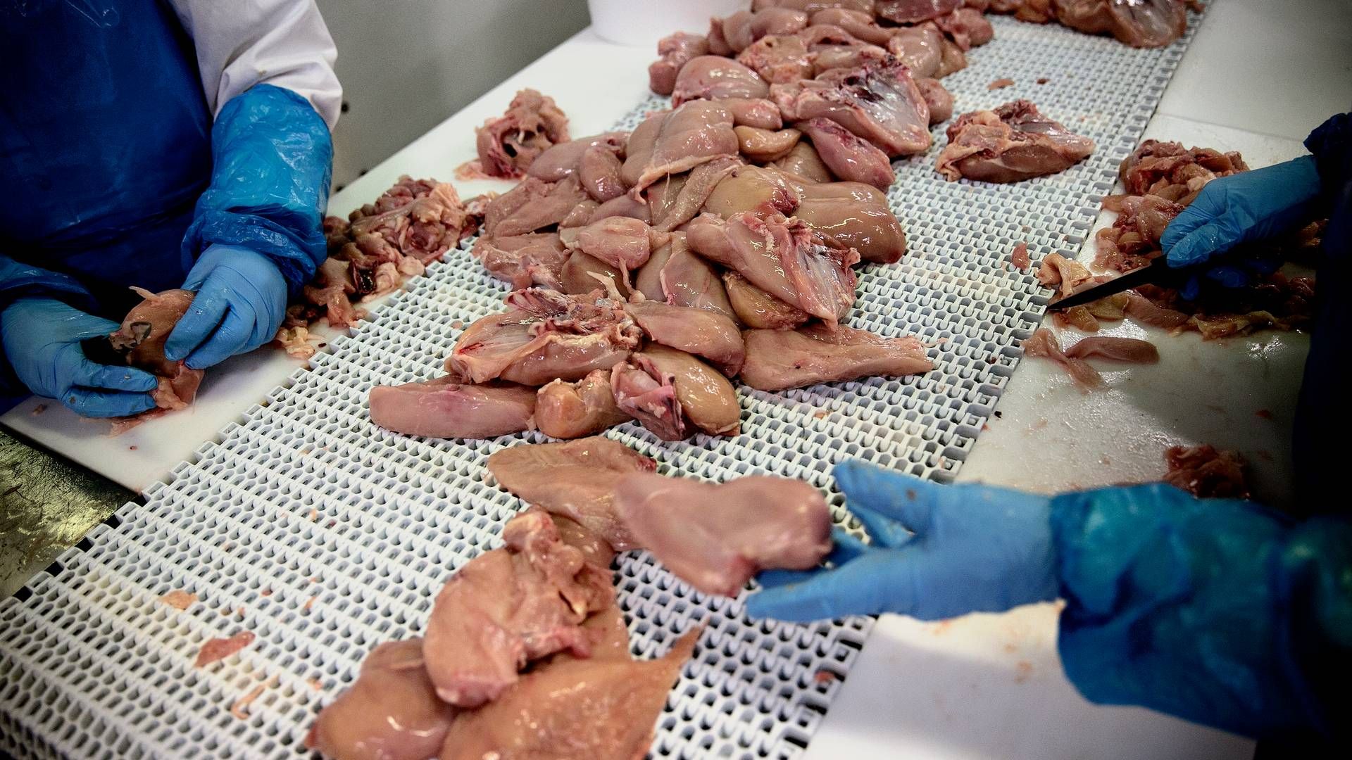 Fødevareministeren vil blandt andet indføre et statsligt stop for indkøb af hurtigtvoksende kyllinger. | Foto: Joachim Adrian/Ritzau Scanpix.