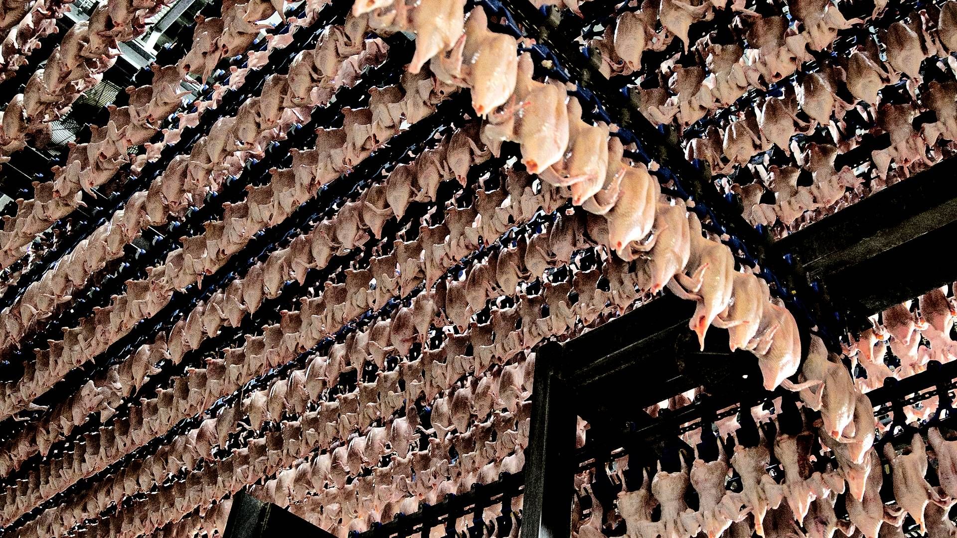 Fødevareministeren vil blandt andet indføre et statsligt stop for indkøb af hurtigtvoksende kyllinger. | Foto: Joachim Adrian/Politiken/Ritzau Scanpix