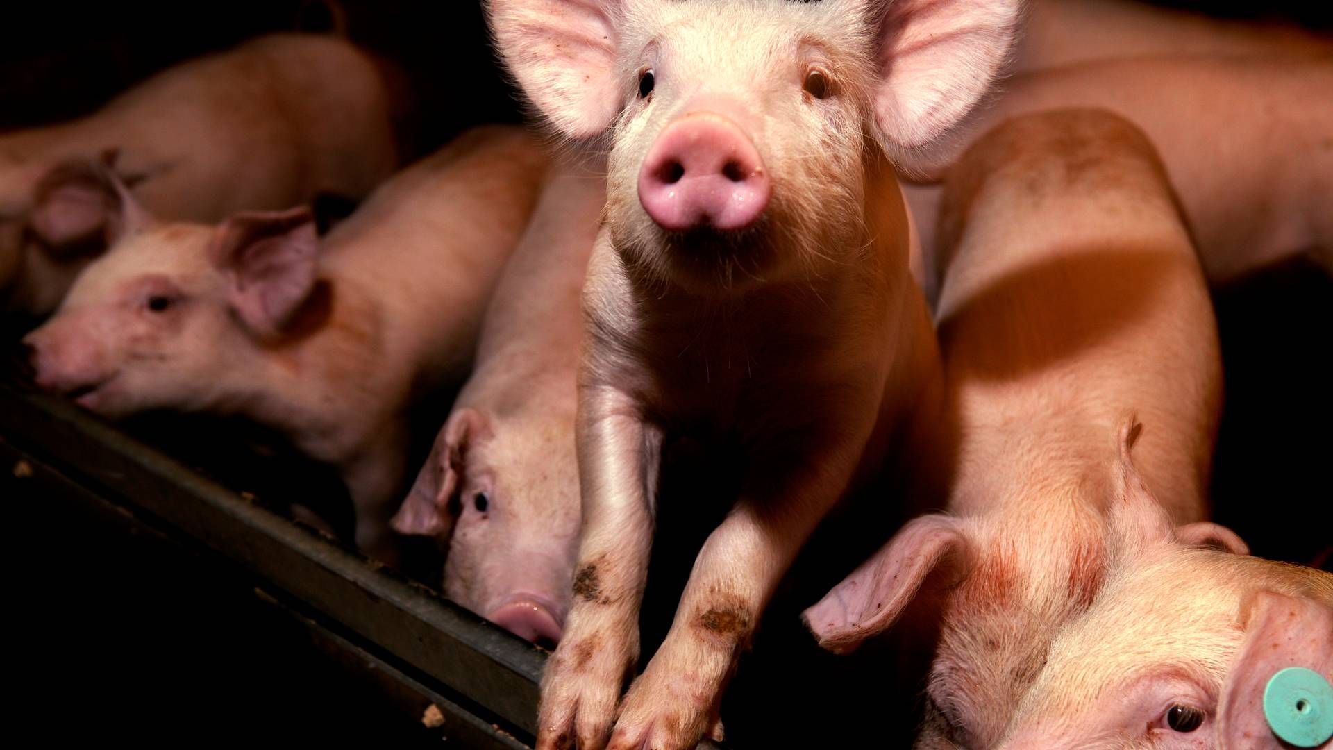 Kina stopper importen af svin og relaterede produkter fra Bangladesh. Arkivfoto. | Foto: Jacob Ehrbahn/Politiken/Ritzau Scanpix