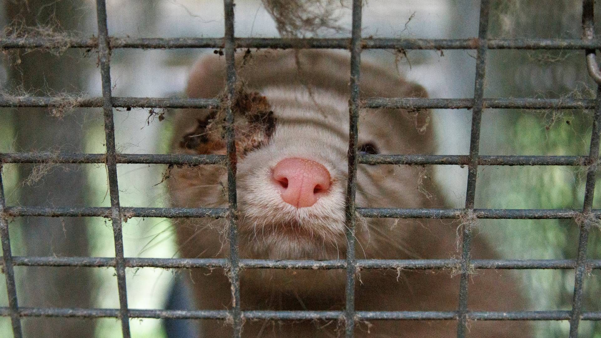 Flere billeder fra minkproducenter viser øjenskader på mink, hvilket har ført til, at Anima har politianmeldt en dansk minkfarm. | Foto: Anima / Presse