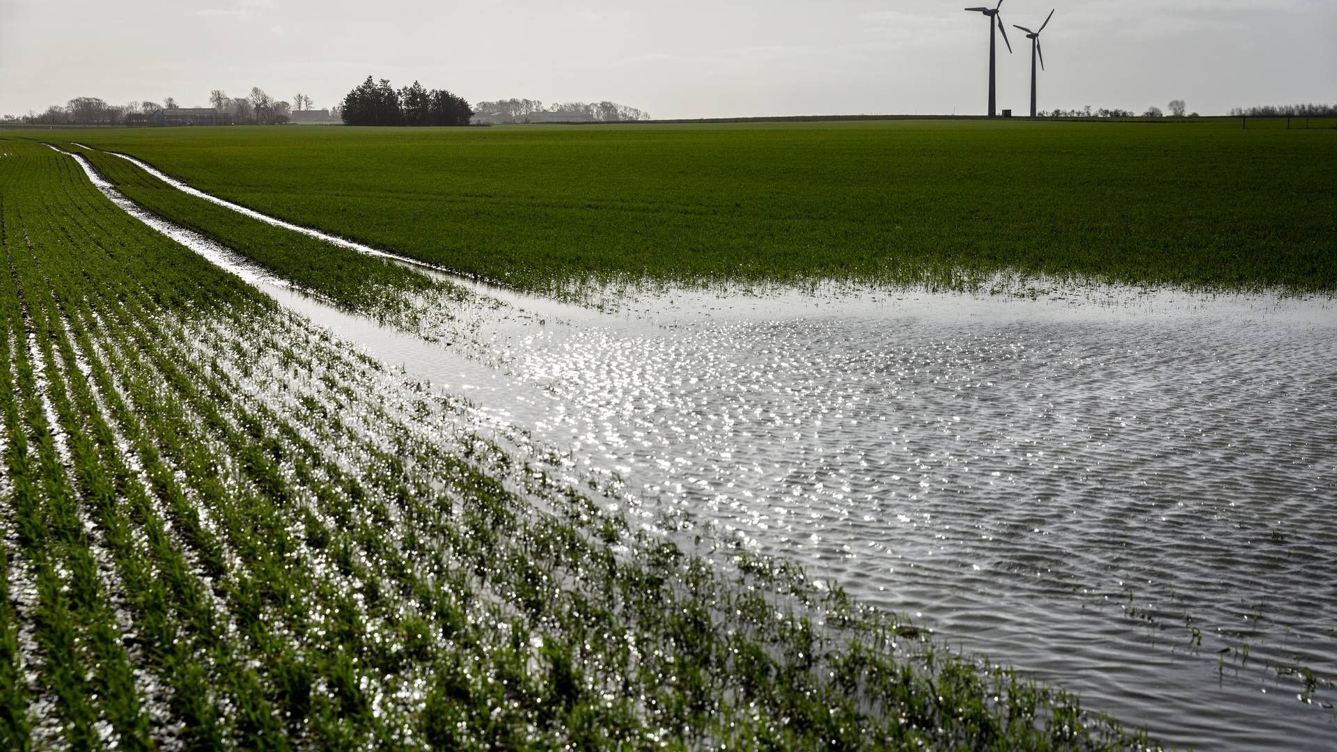 Generator Agro skruer op for jordopkøbene, blandt andet fordi der er stor konkurrence om landbrugsjord. Jorden bliver i første omgang forpagtet, men skal på sigt bruges til energiproduktion. Foto: Mads Nissen/Ritzau Scanpix | Foto: Mads Nissen/Ritzau Scanpix
