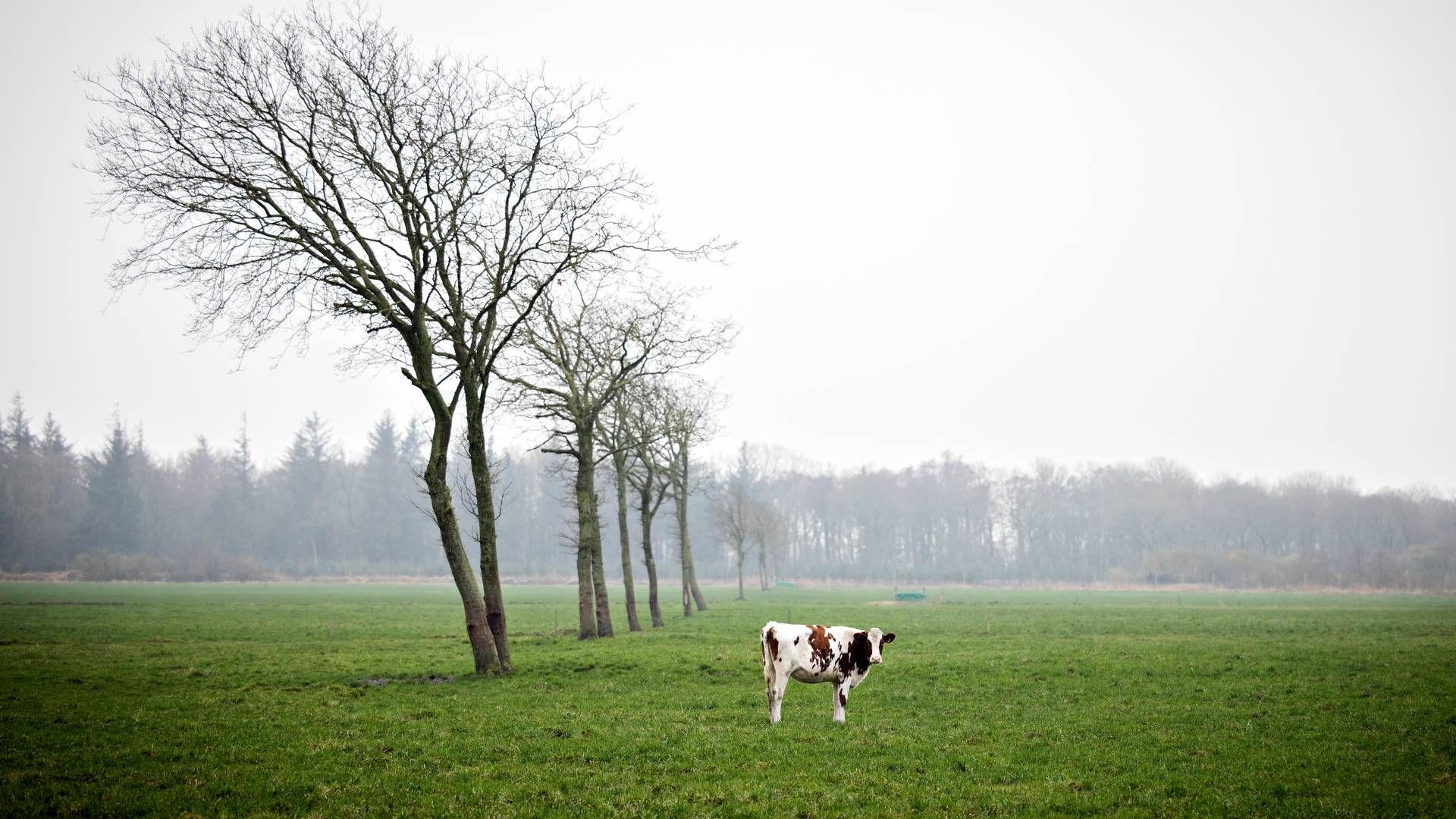 Foto: Marius Renner/Ritzau Scanpix