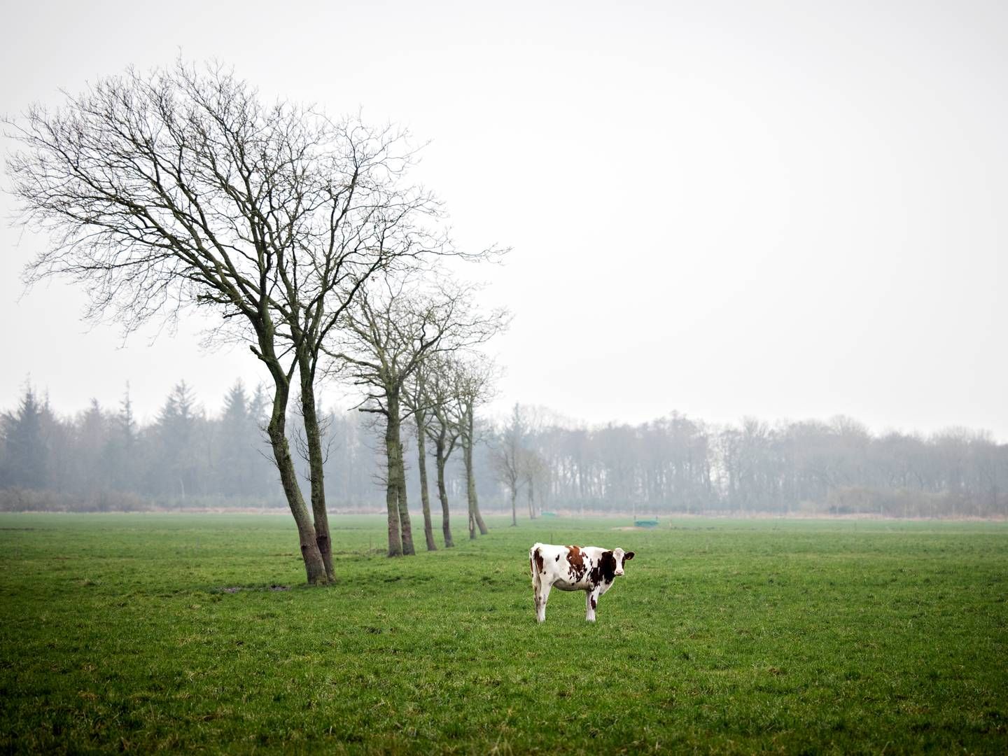 Foto: Marius Renner/Ritzau Scanpix