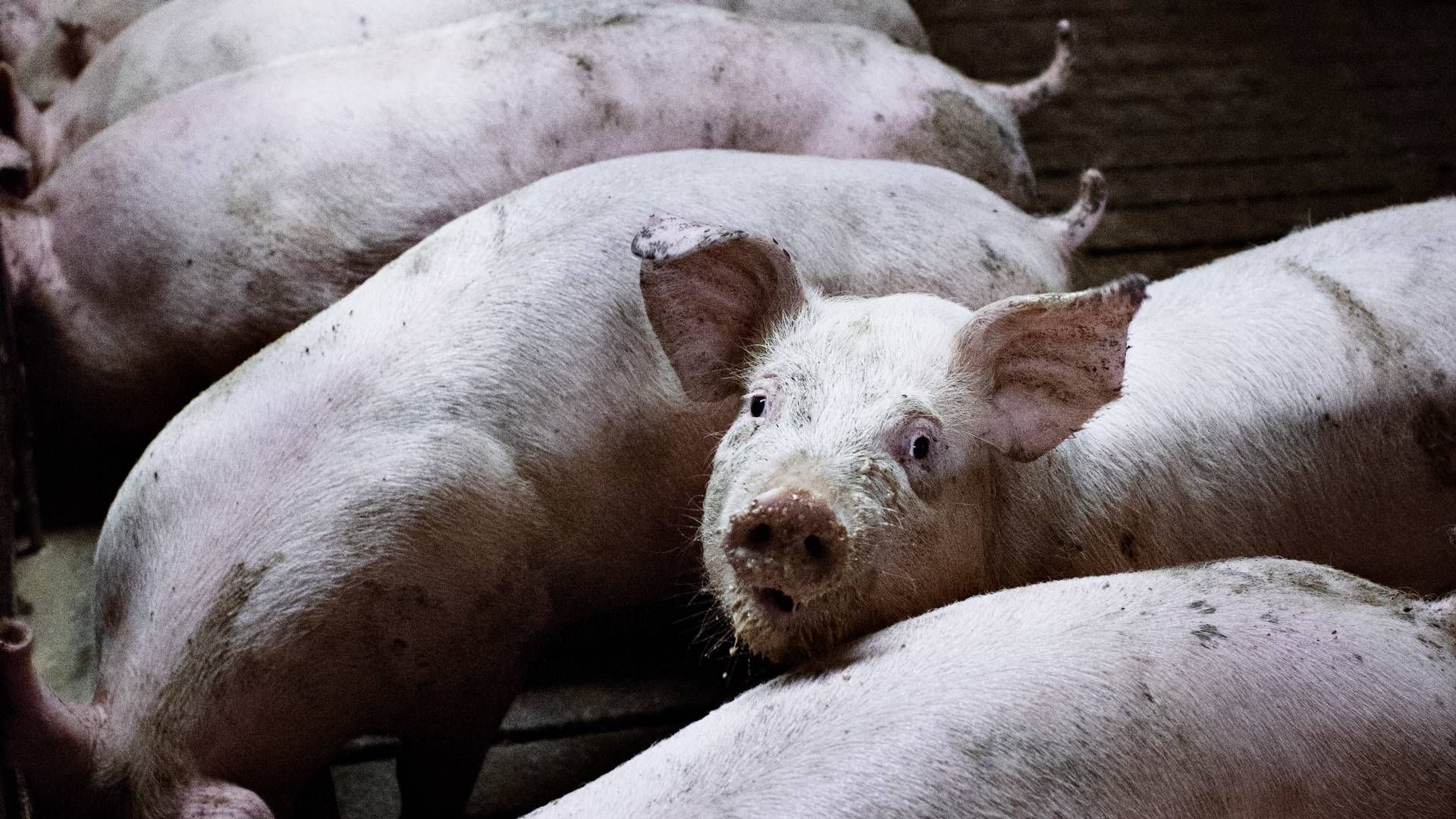 Agrisys laver fodersystemer til svinesektoren. Arkivfoto. | Foto: Katinka Hustad/Ritzau Scanpix