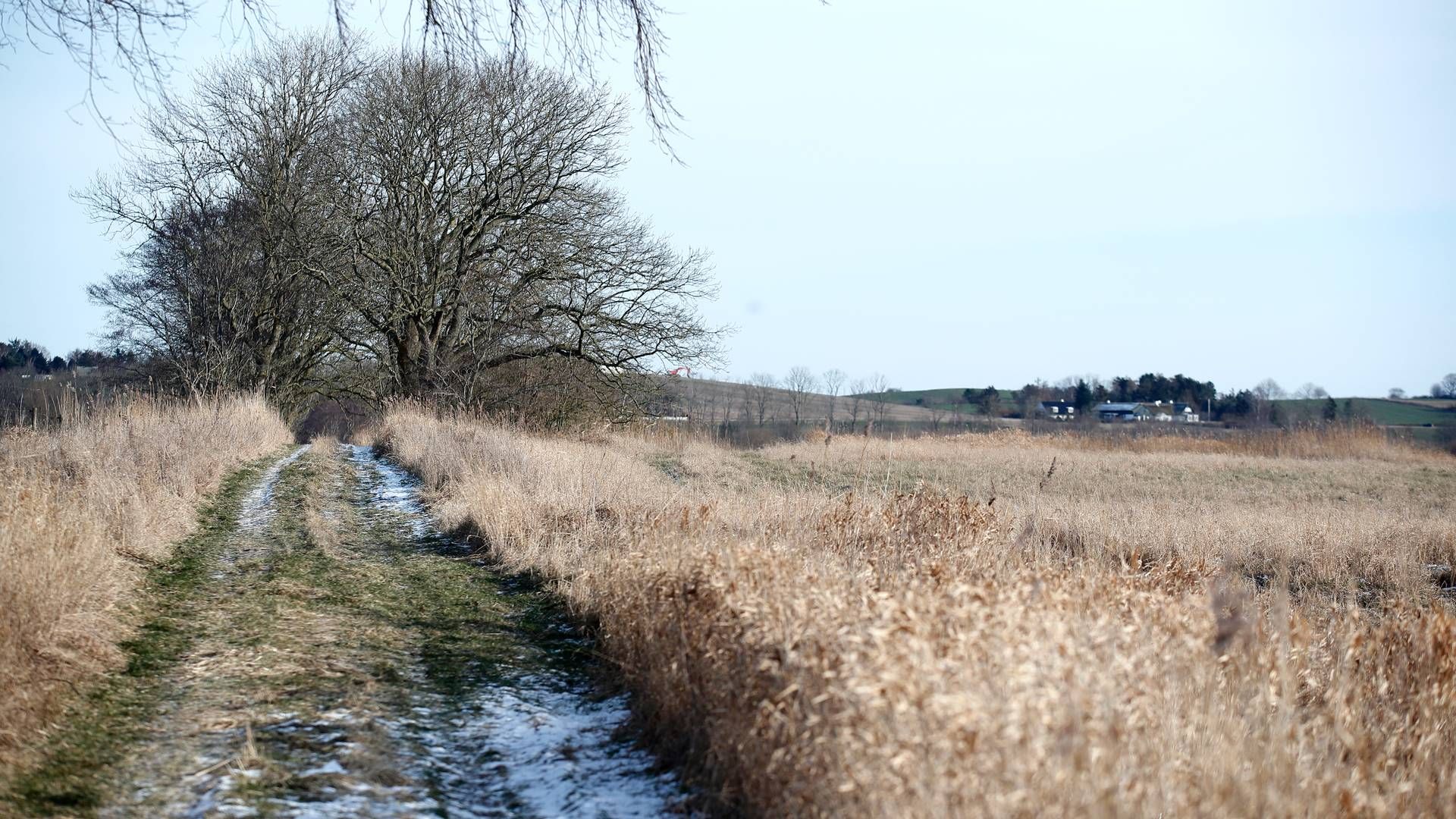 Nye beregninger for lavbundsjorde får betydning for landbrugets klimaafgifter. | Foto: Jens Dresling