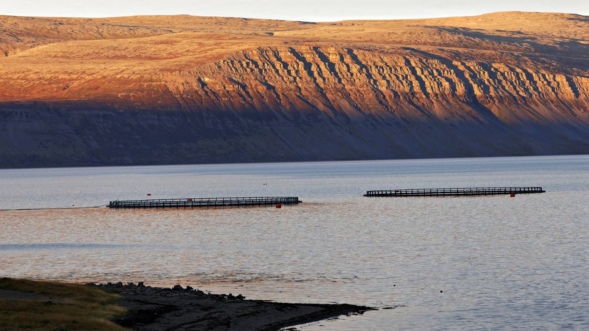 Fra vandet til landet. Islands næste lakseopdræt bygges nu på land og skal kunne rumme en produktion på 24.000 ton laks årligt på sigt. | Foto: Paul Mayall/AP/Ritzau Scanpix