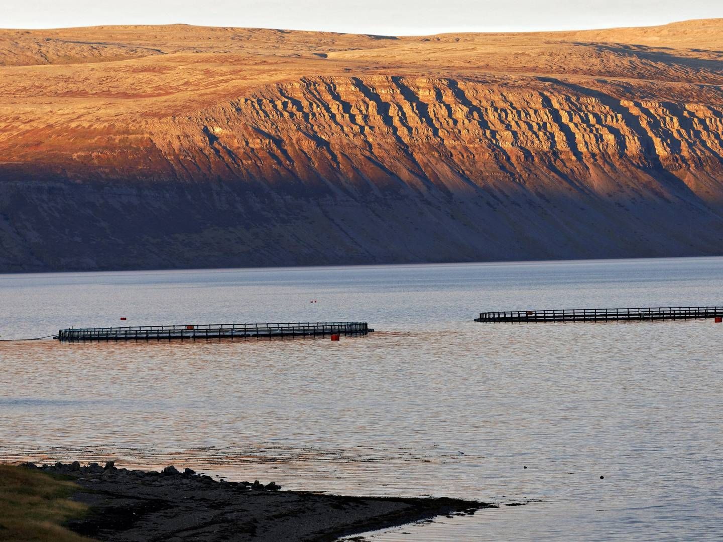 Fra vandet til landet. Islands næste lakseopdræt bygges nu på land og skal kunne rumme en produktion på 24.000 ton laks årligt på sigt. | Foto: Paul Mayall/AP/Ritzau Scanpix