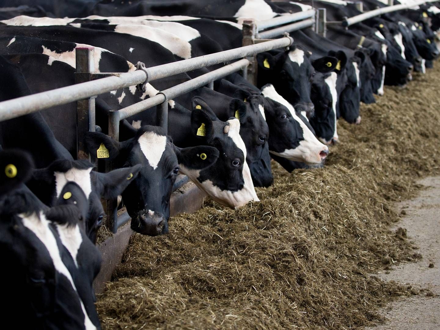 Bovaer, der kan reducere kvægs metanudledning, bliver fortsat kun tilsat foder på forsøgsbasis. Foto:Finn Frandsen/Ritzau Scanpix